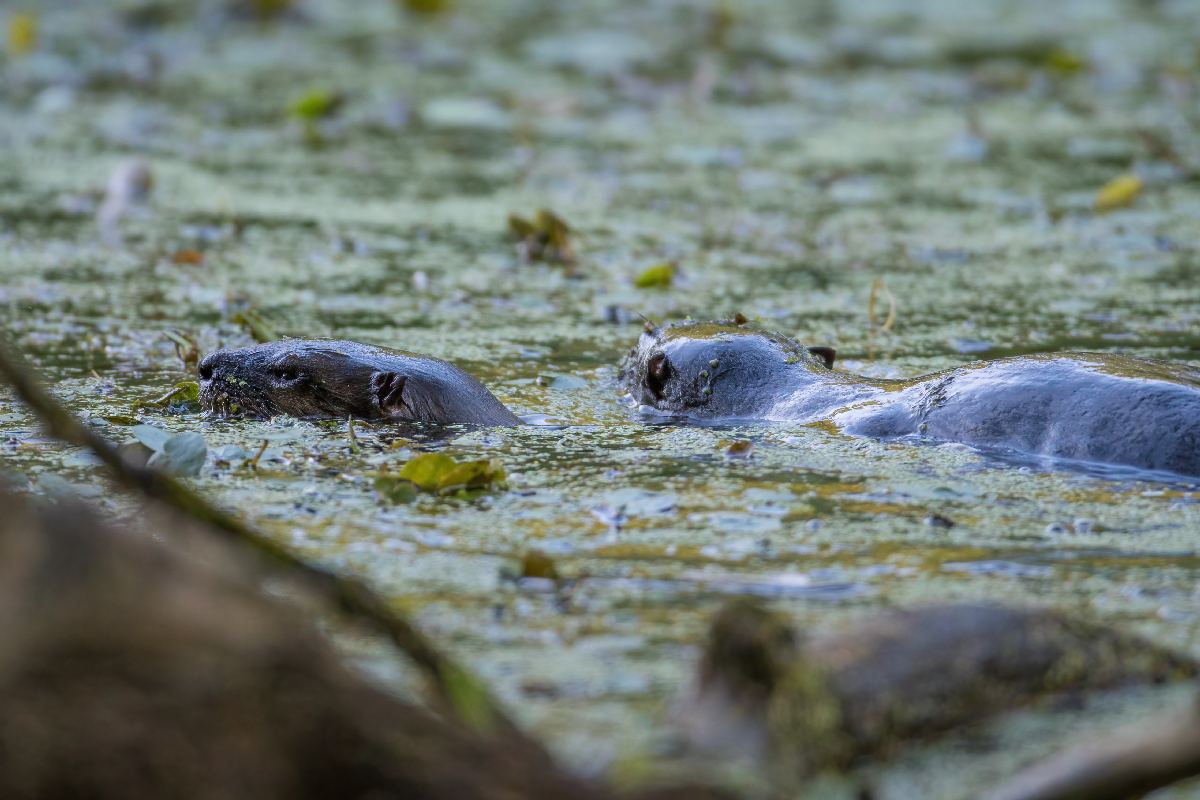 loutre-de-riviere-Northern-river-otter