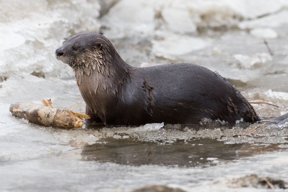 loutre-de-riviere-Northern-river-otter