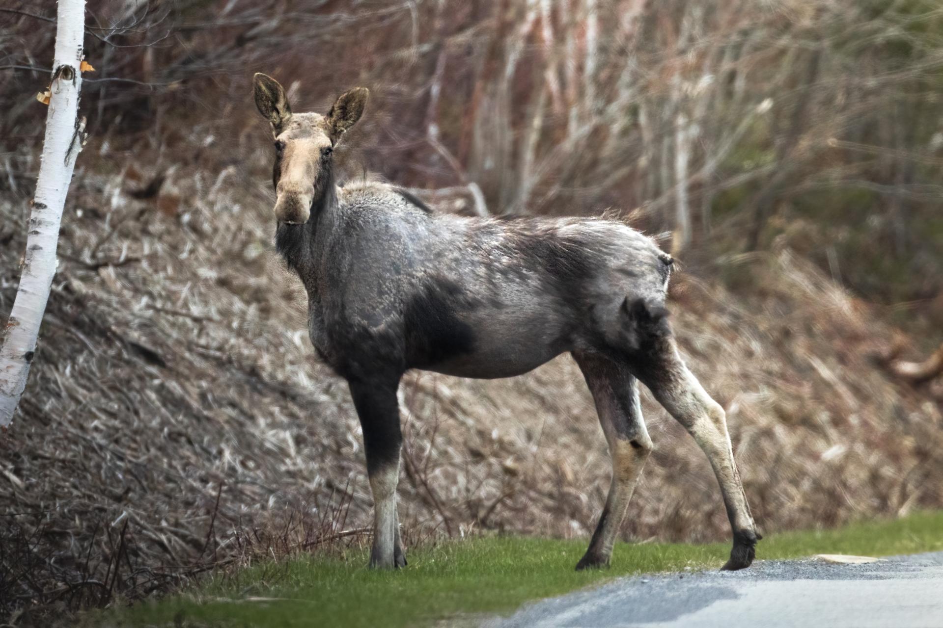 orignal-moose