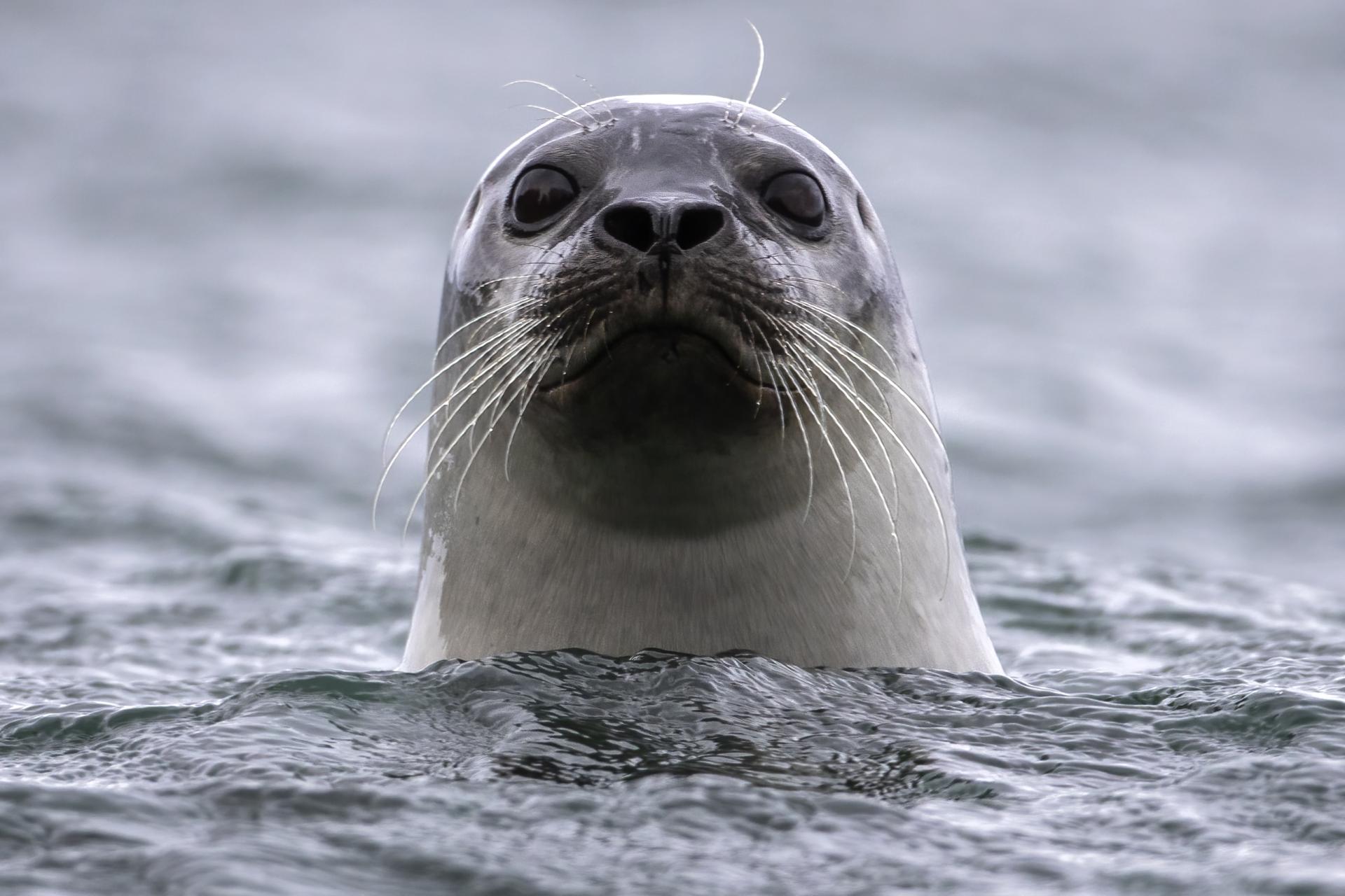 Phoque Commun Mammif res Marins Phoques Du Qu bec