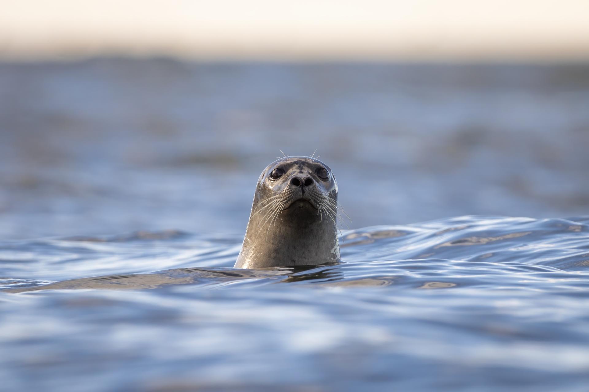 phoque-commun-harbour-seal