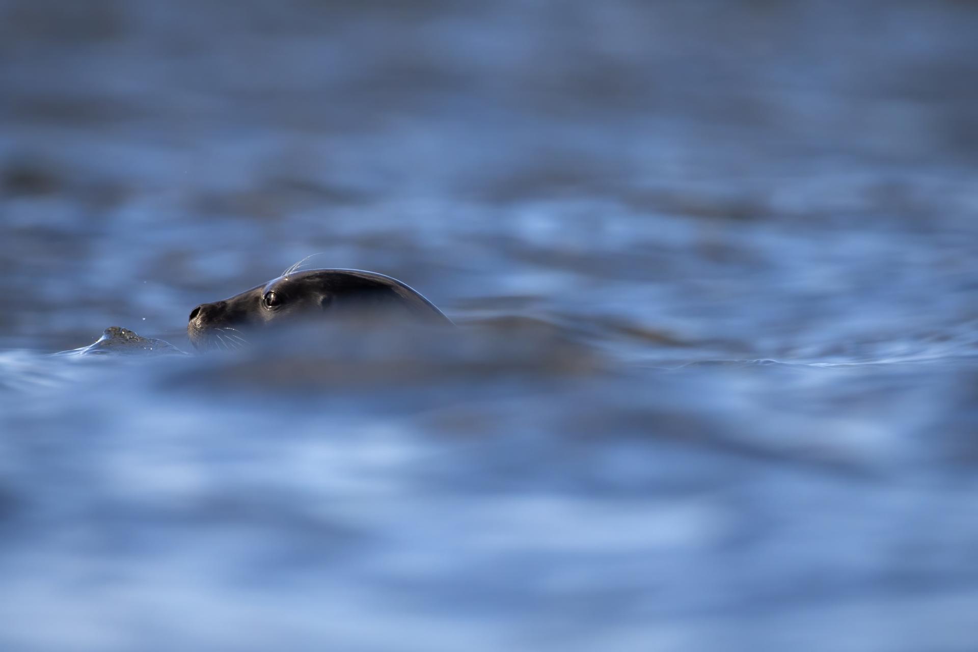 phoque-commun-harbour-seal