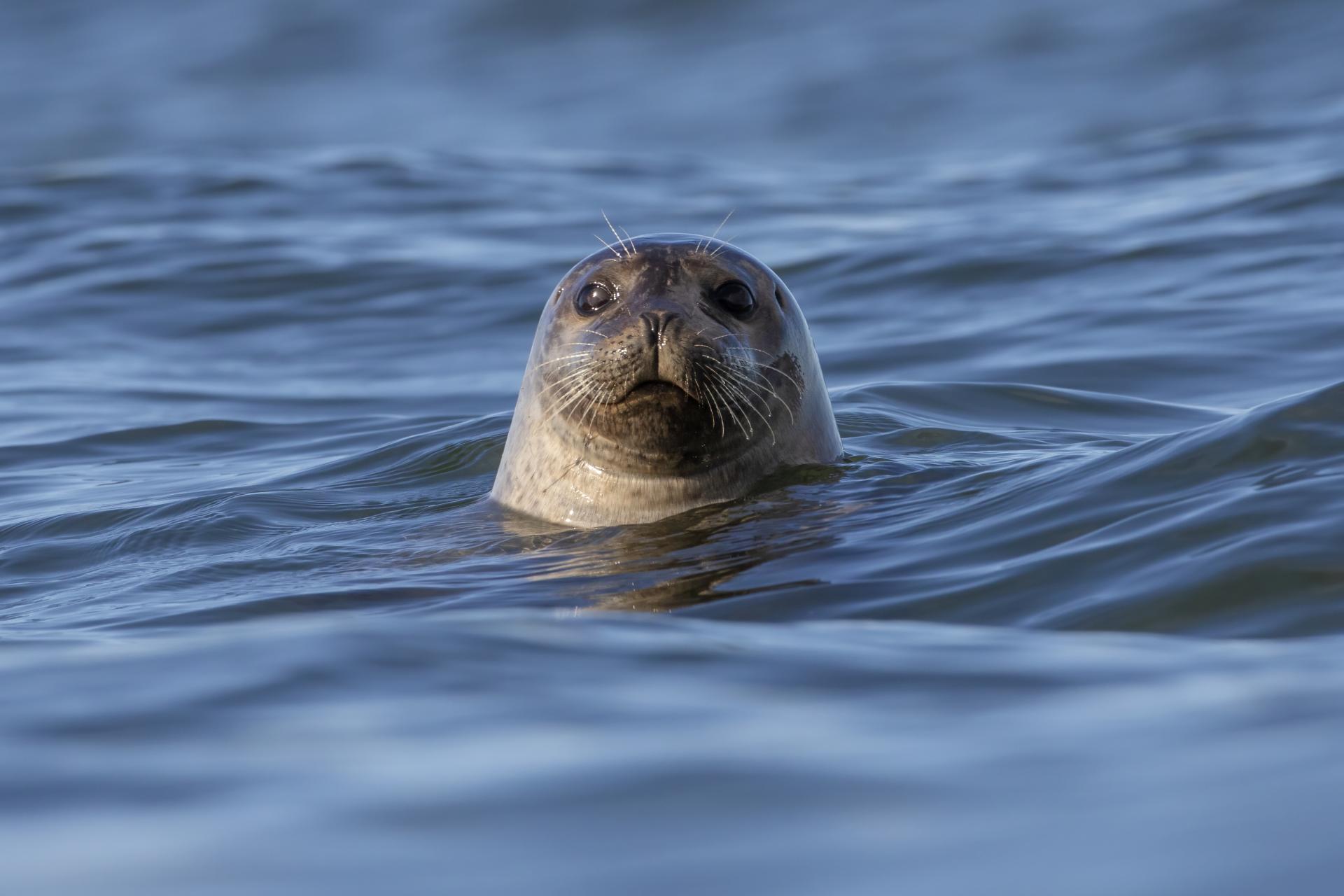 phoque-commun-harbour-seal