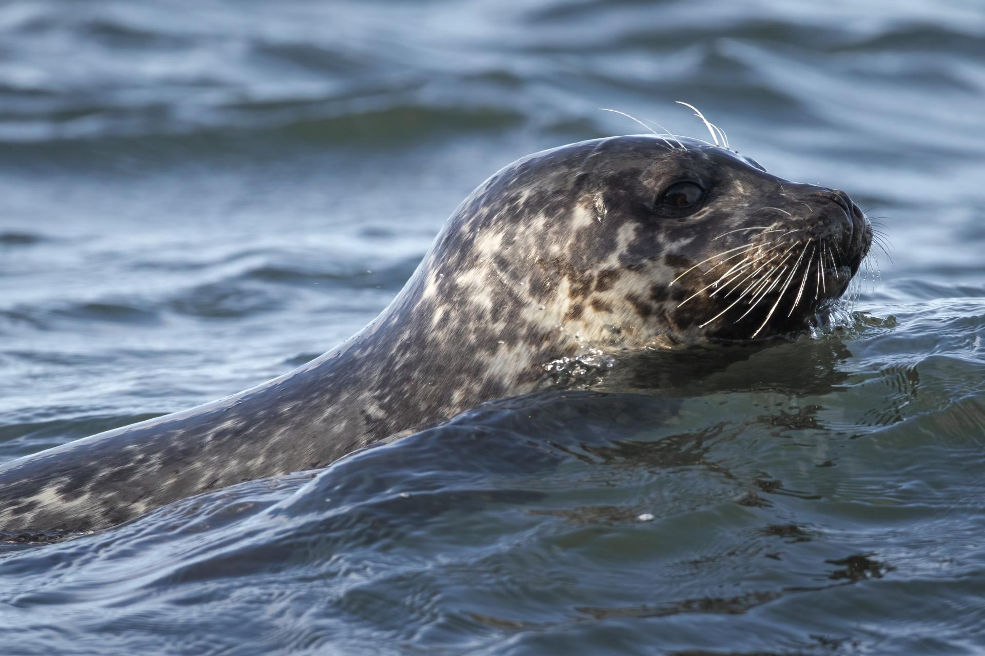 phoque-commun-harbour-seal
