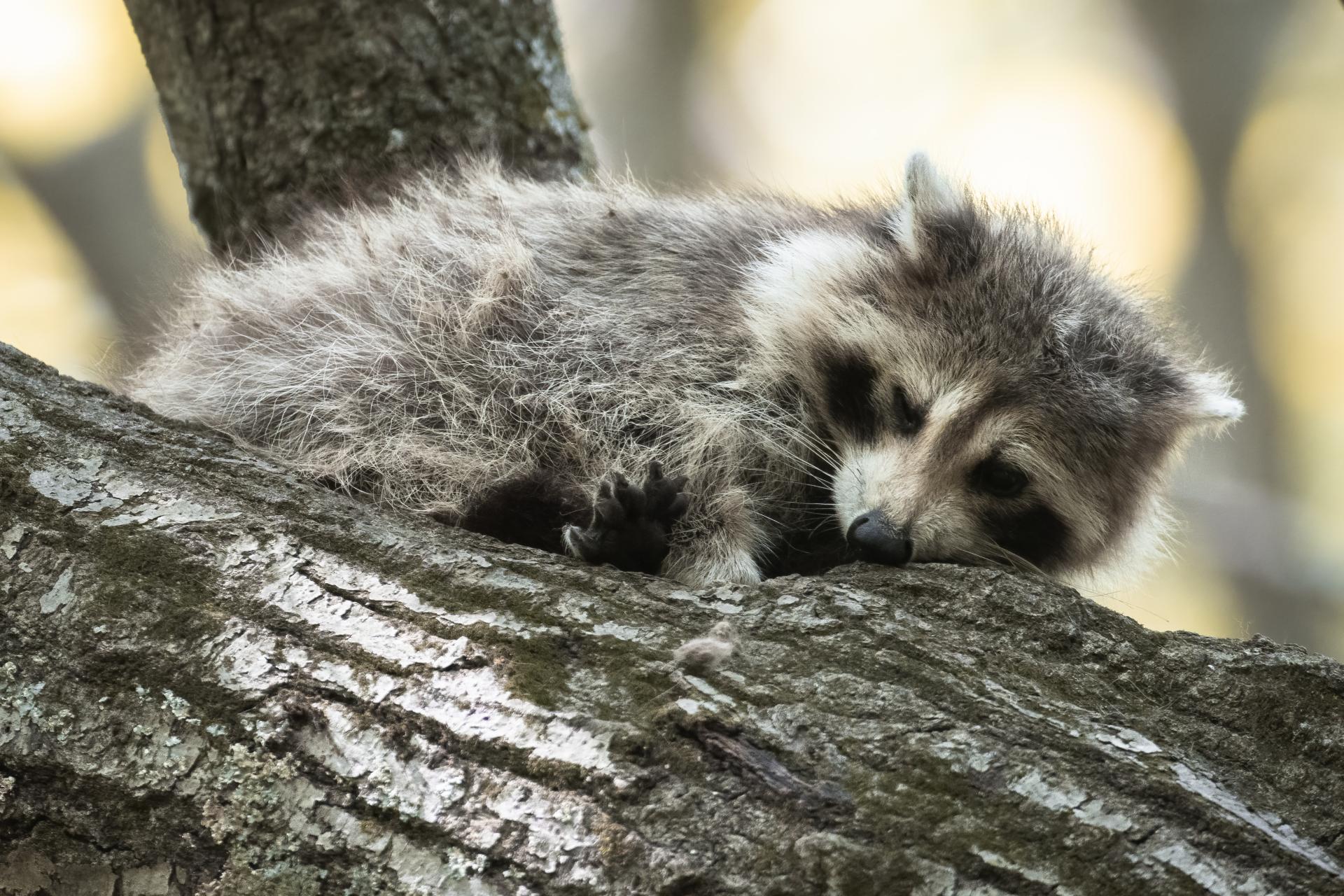 raton-laveur-racoon