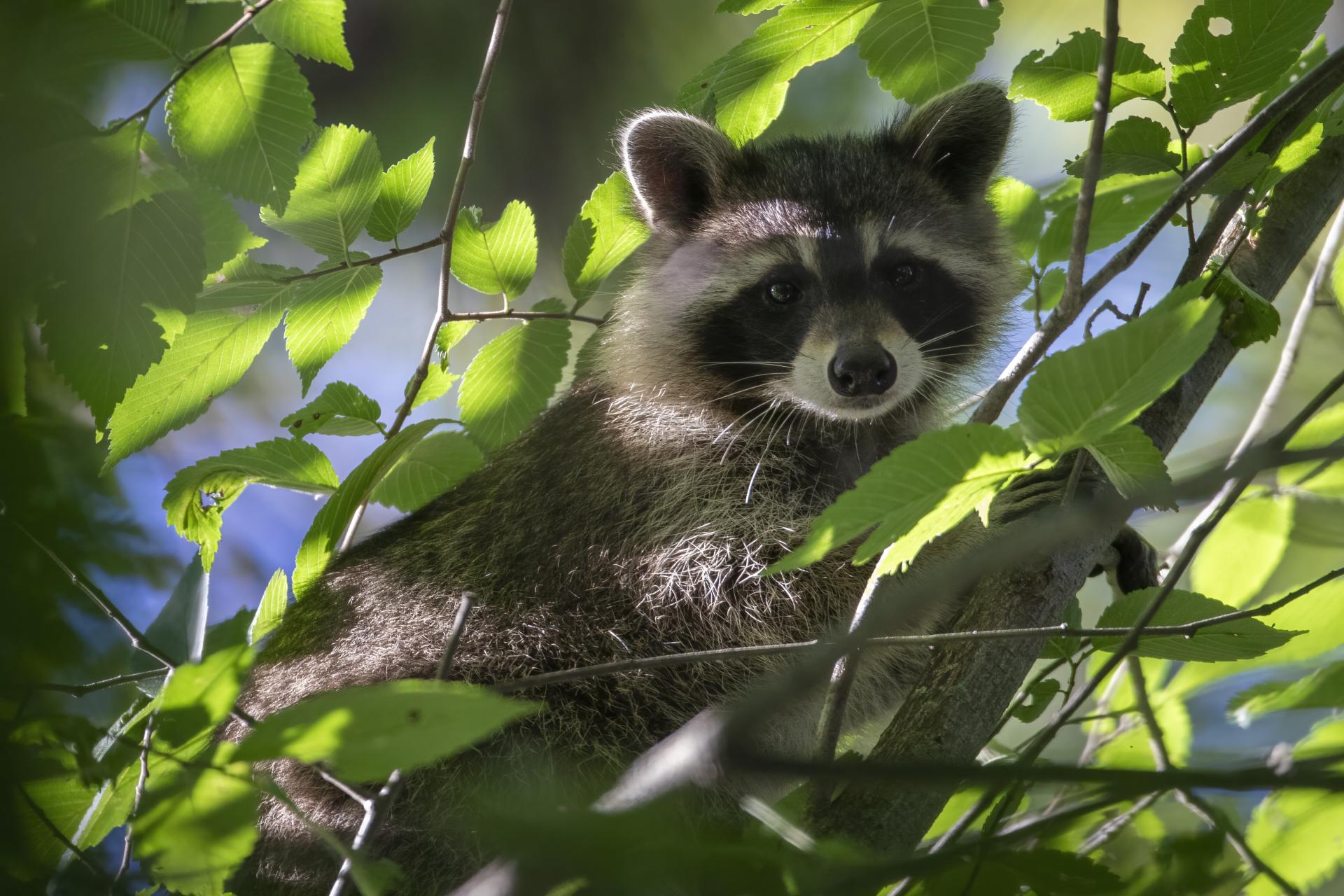 raton-laveur-racoon