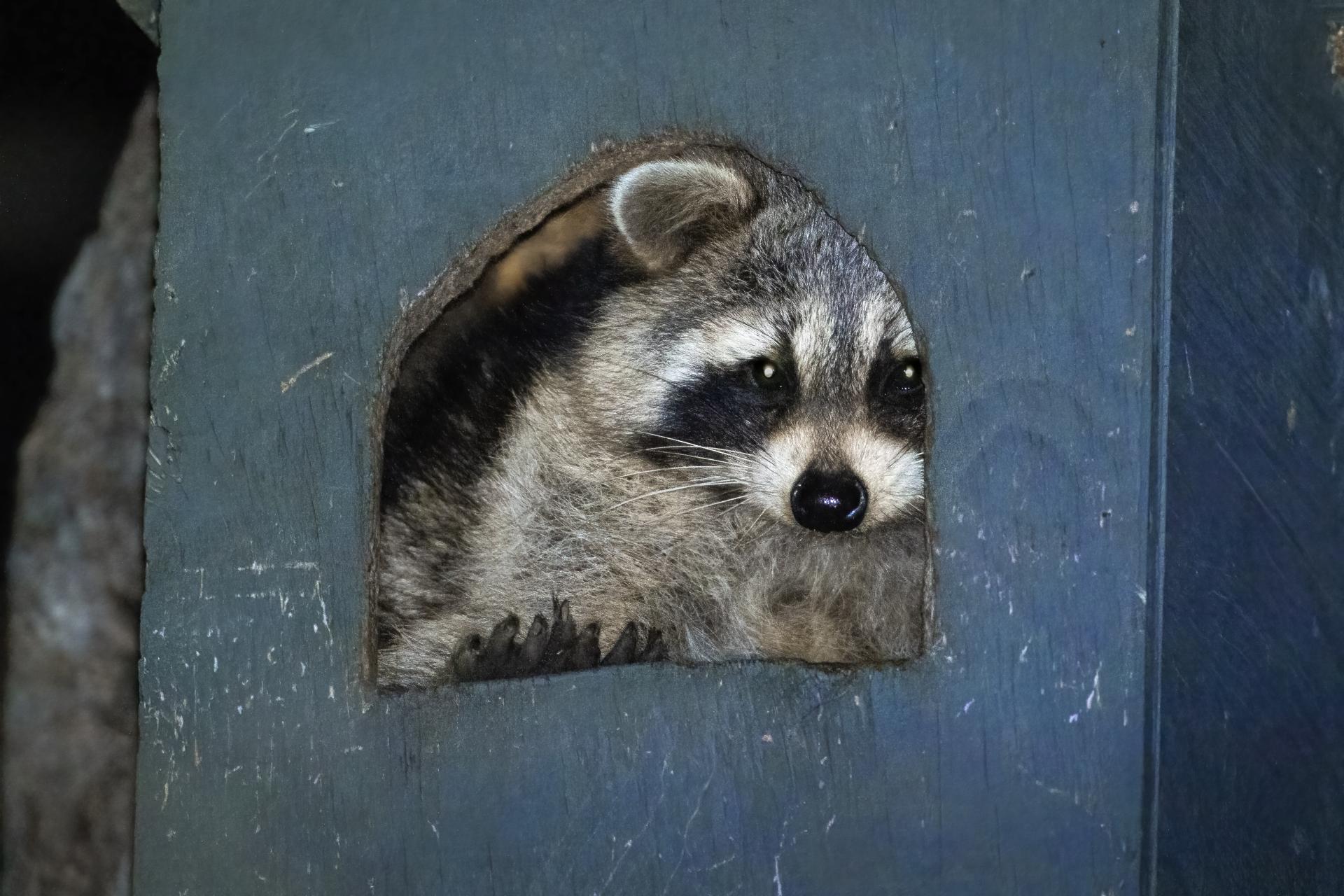 raton-laveur-racoon