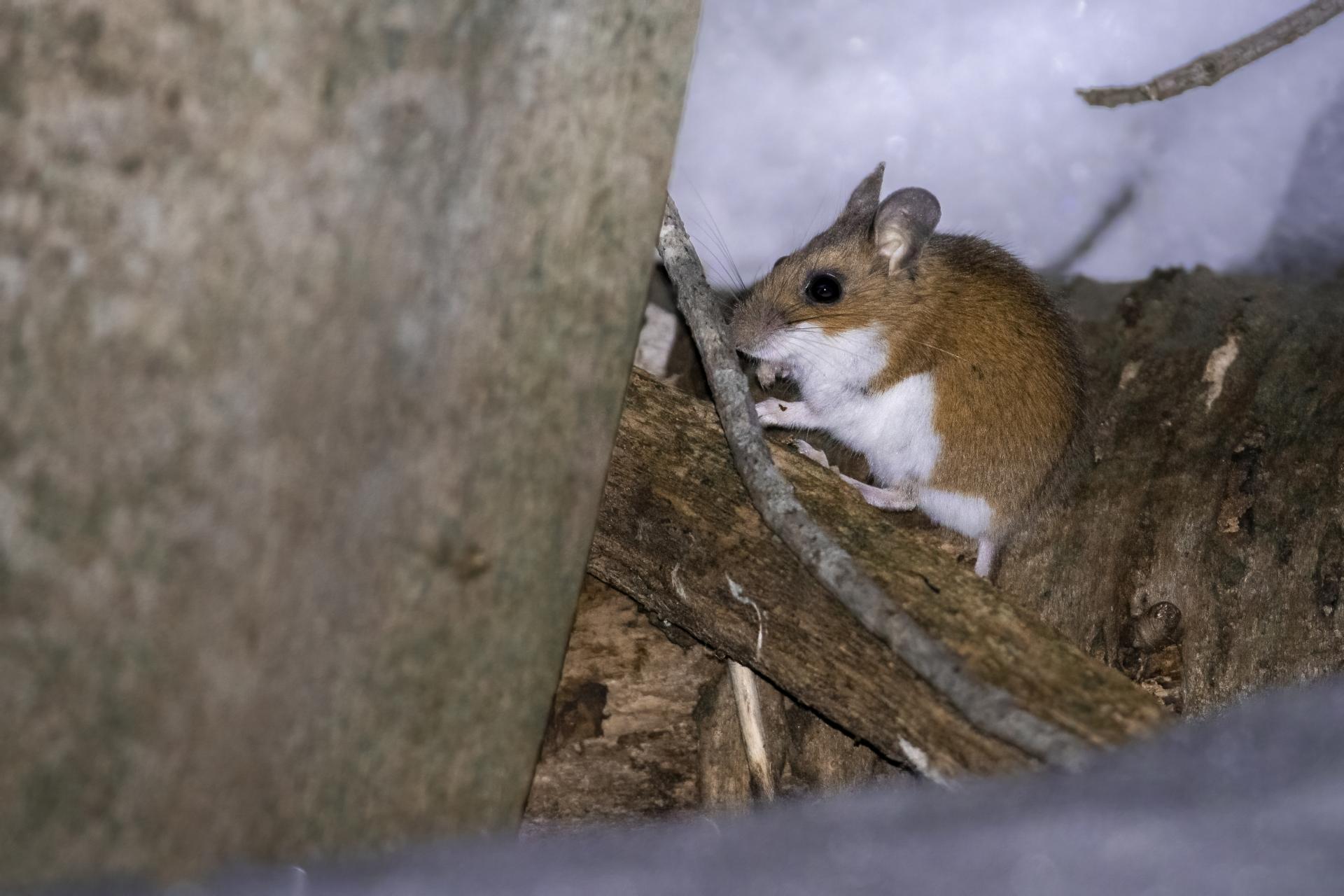 souris-sylvestre-deer-mouse