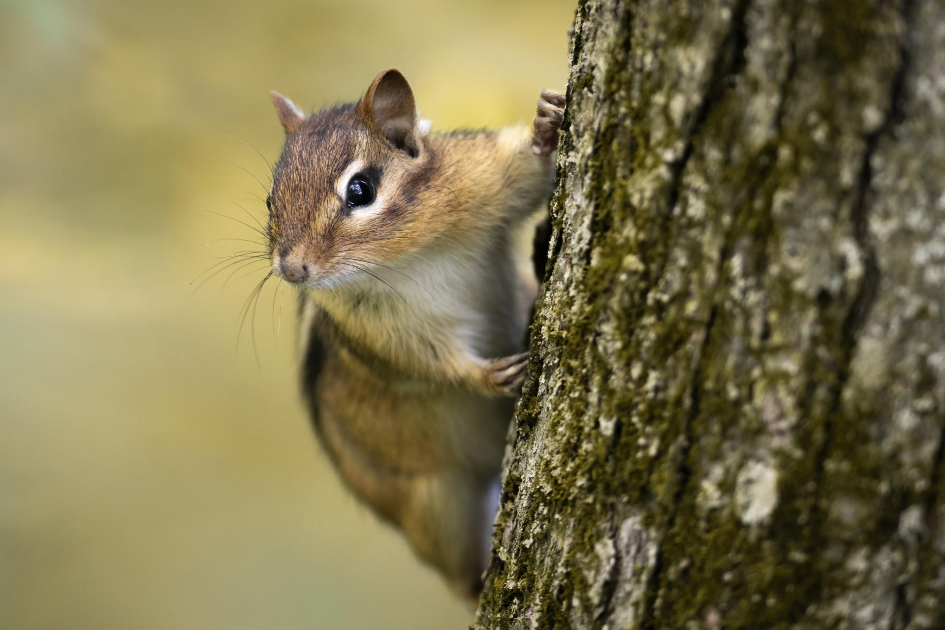 tamia-raye-Eastern-chipmunk