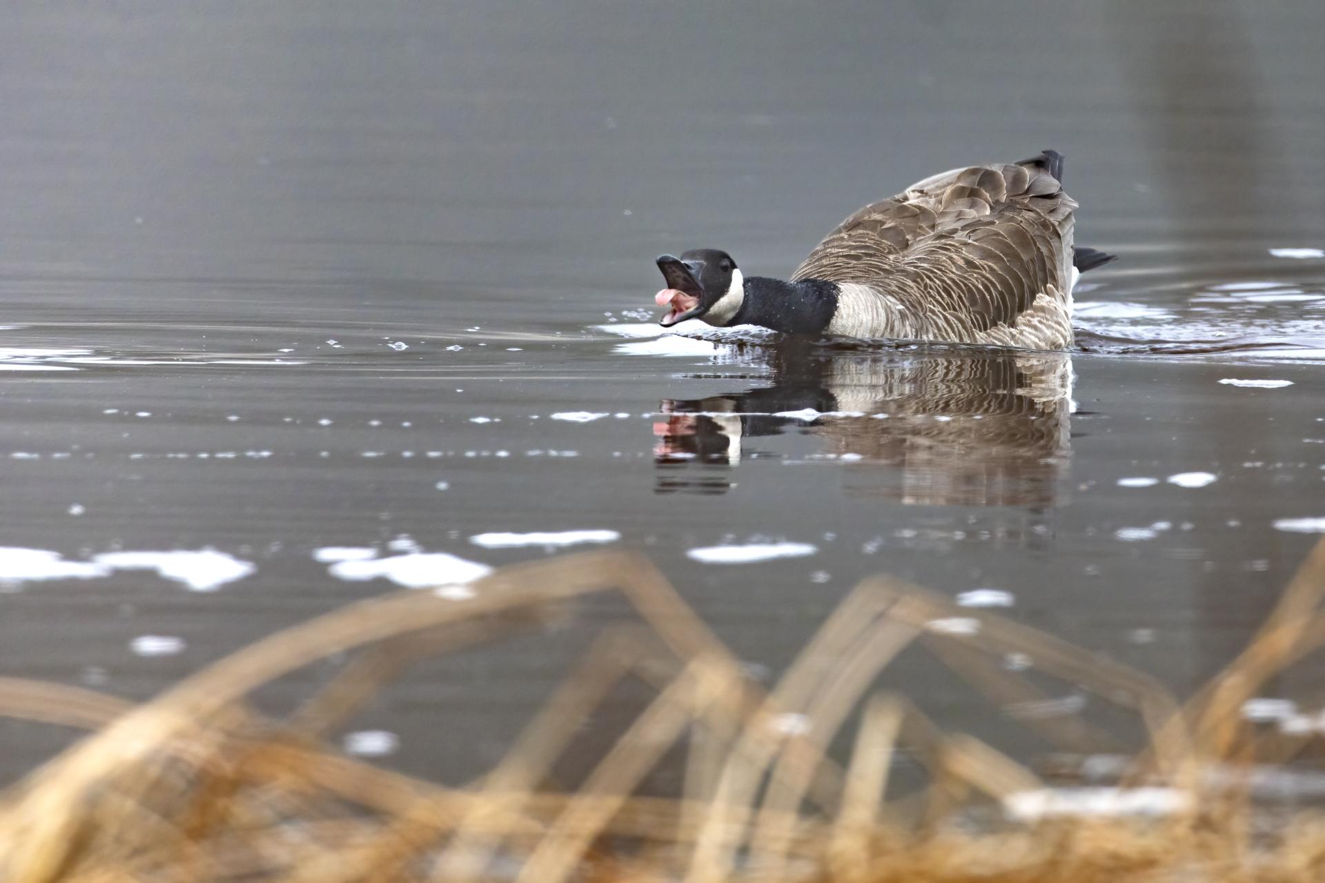 bernache-du-canada-goose