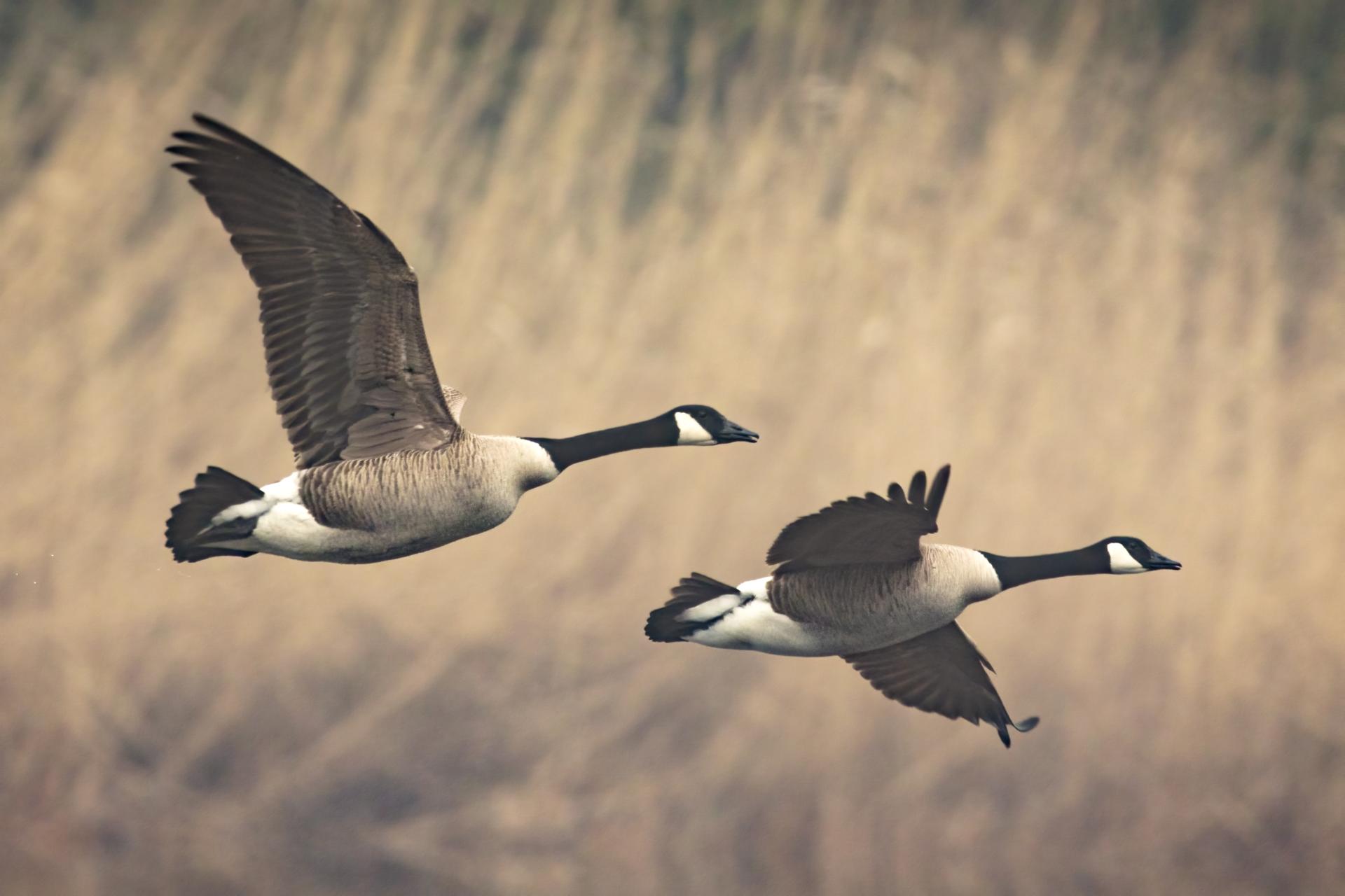 bernache-du-canada-goose