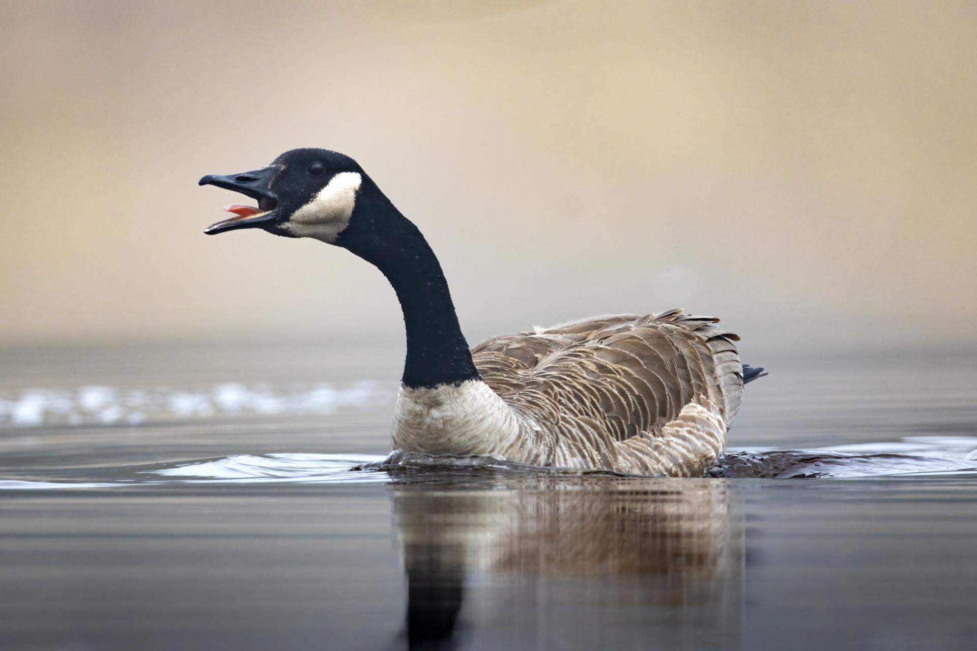 bernache-du-canada-goose