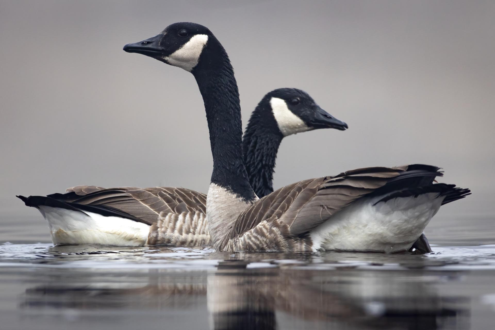 bernache-du-canada-goose