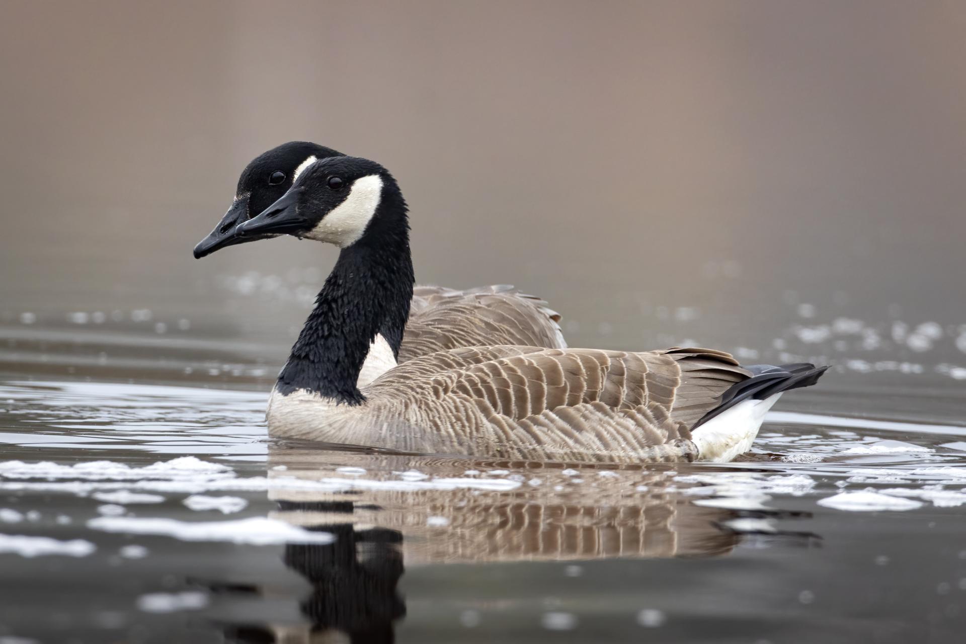 bernache-du-canada-goose
