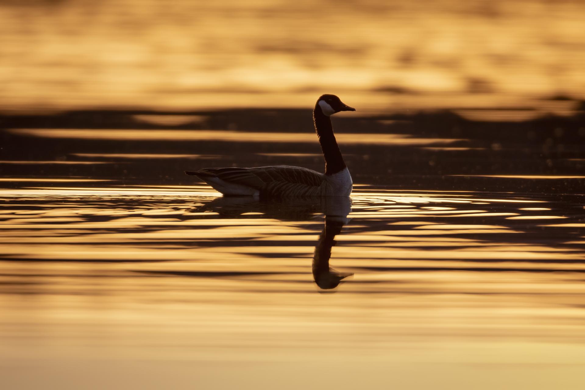 bernache-du-canada-goose