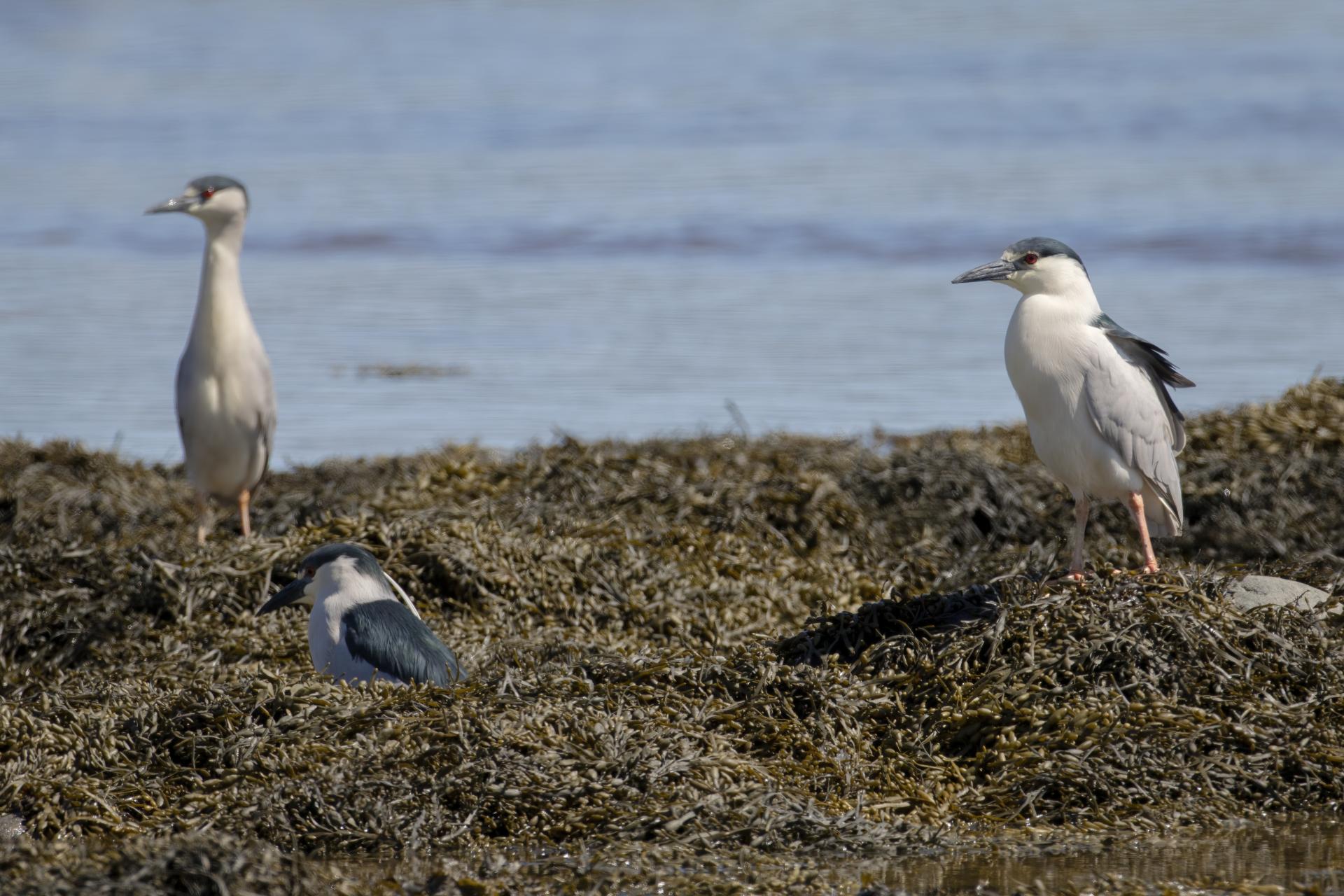 bihoreau-gris-black-crowned-night-heron