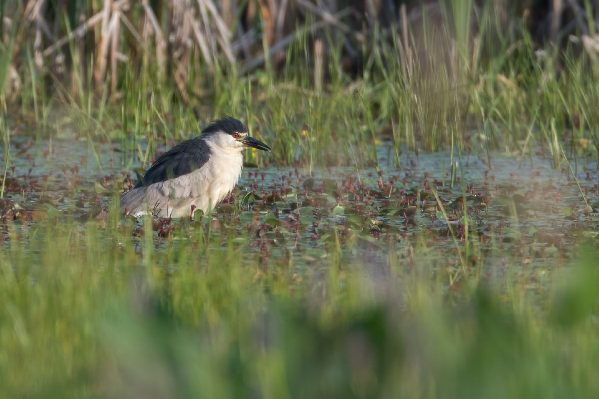 bihoreau-gris-black-crowned-night-heron