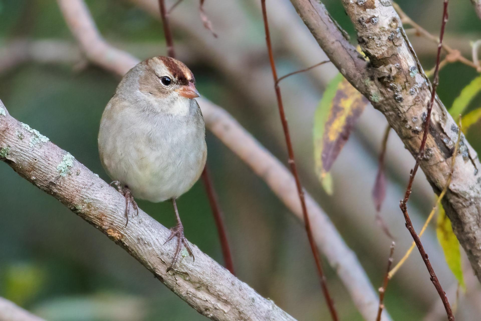 bruant-a-couronne-blanche-white-crowned-sparrow