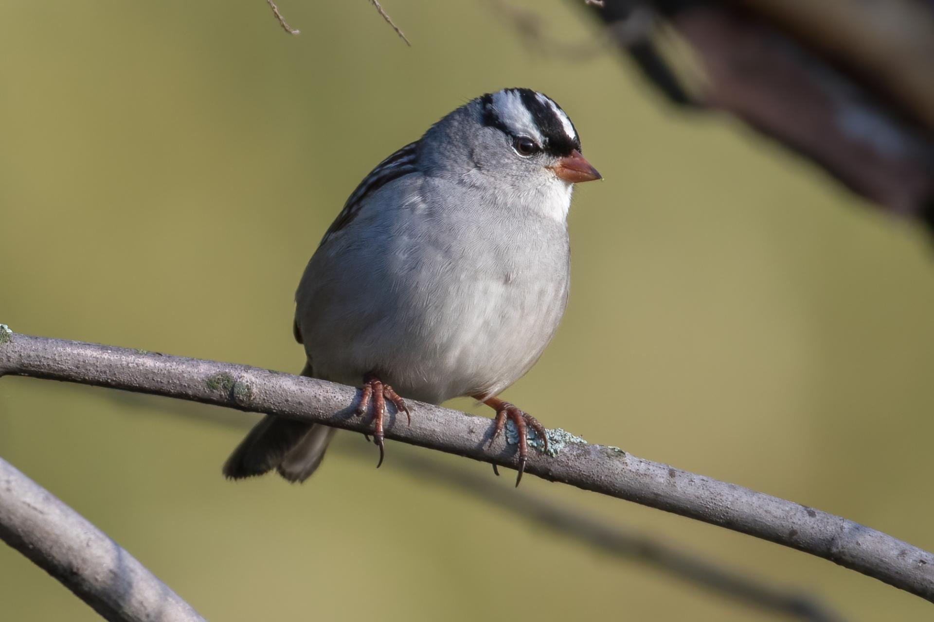 bruant-a-couronne-blanche-white-crowned-sparrow