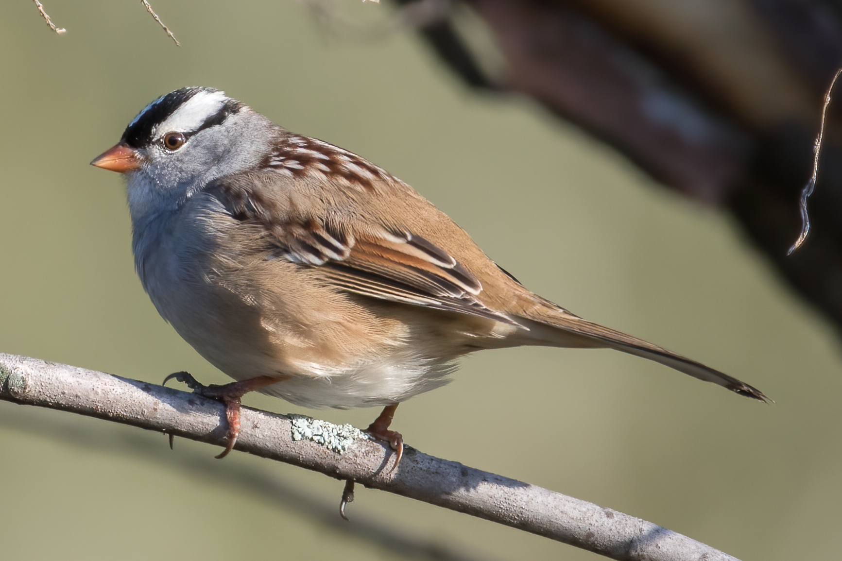 bruant-a-couronne-blanche-white-crowned-sparrow