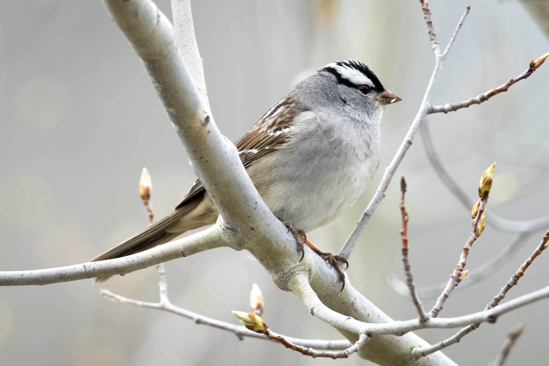 bruant-a-couronne-blanche-white-crowned-sparrow