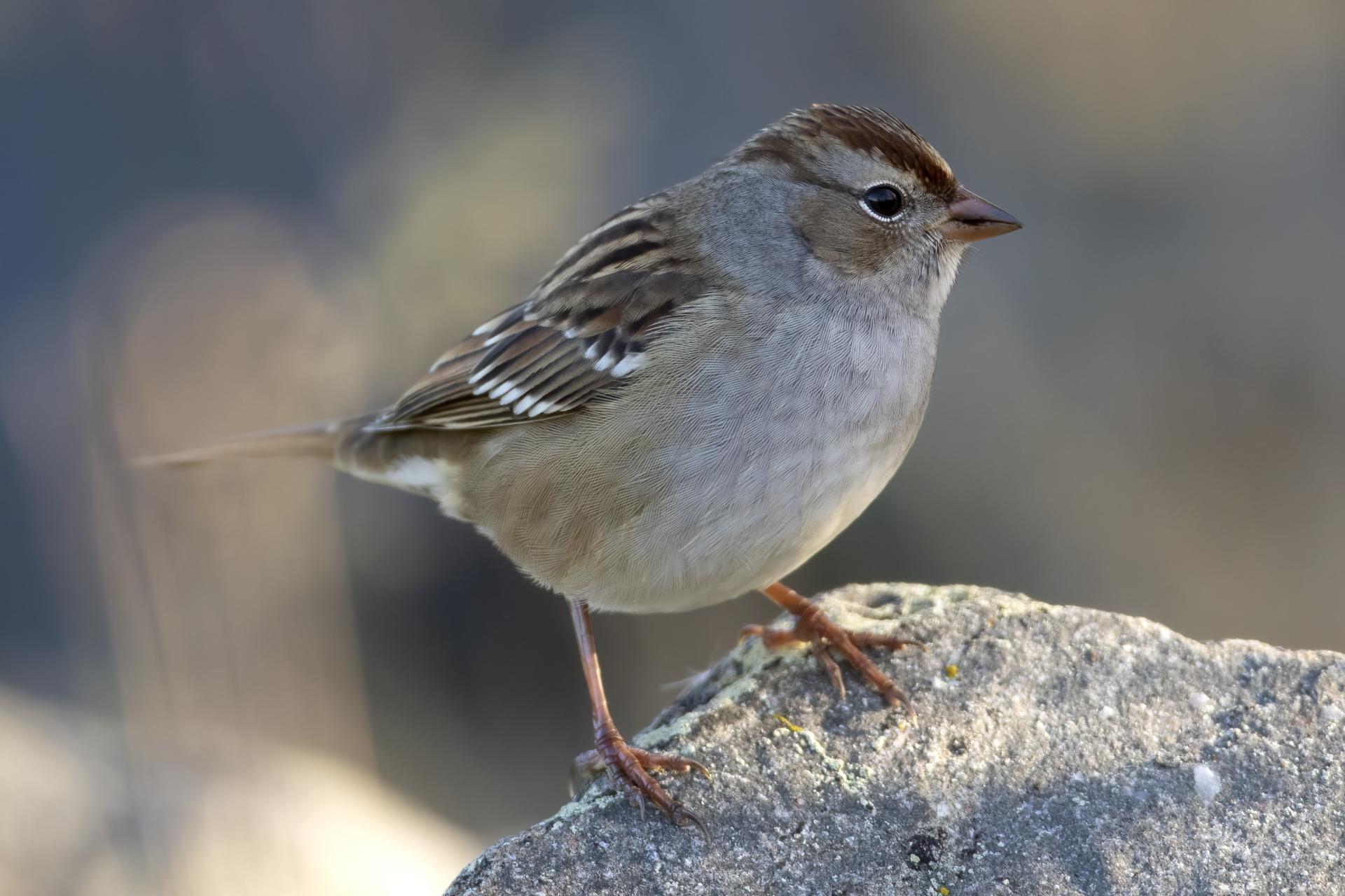 bruant-a-couronne-blanche-white-crowned-sparrow