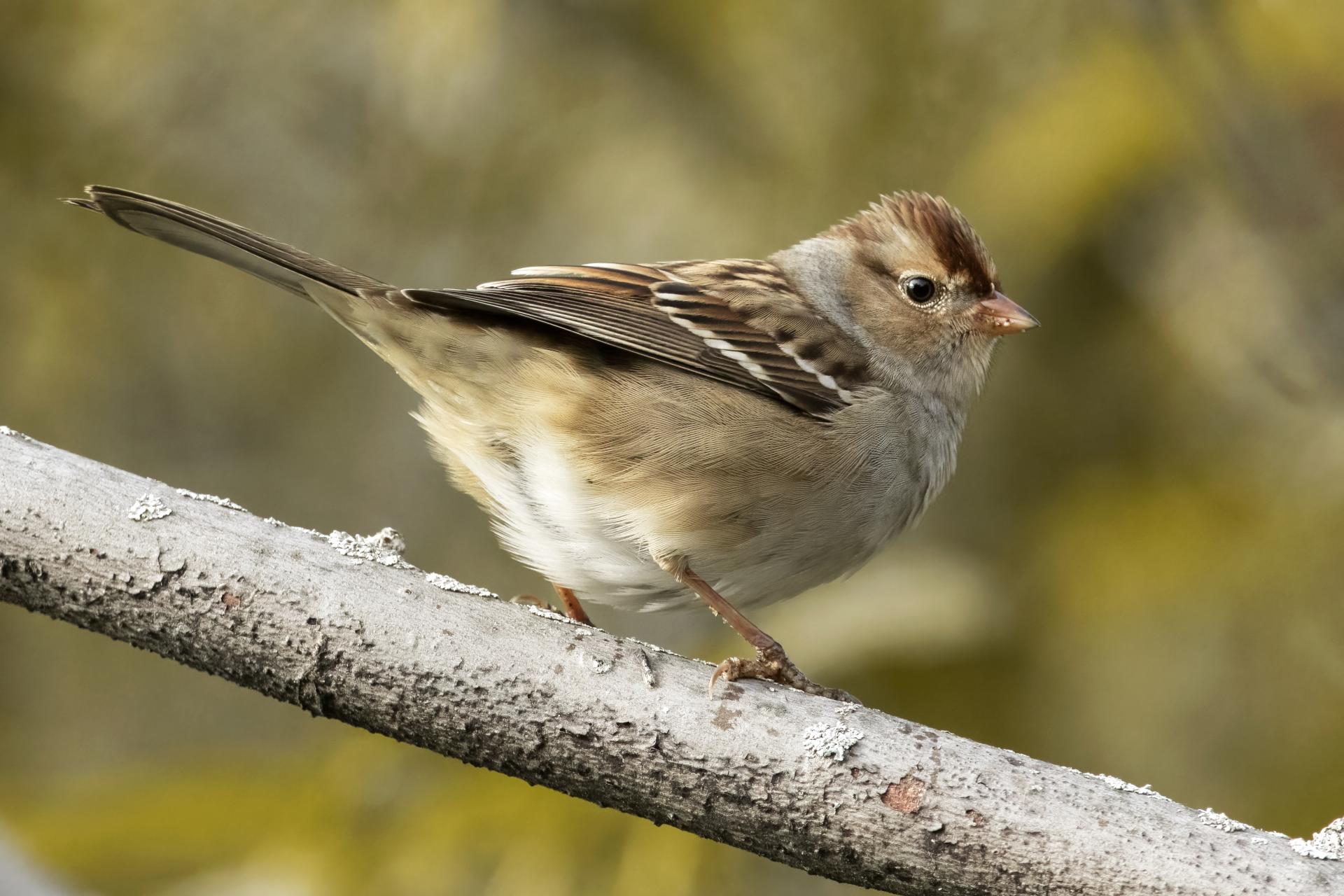 bruant-a-couronne-blanche-white-crowned-sparrow