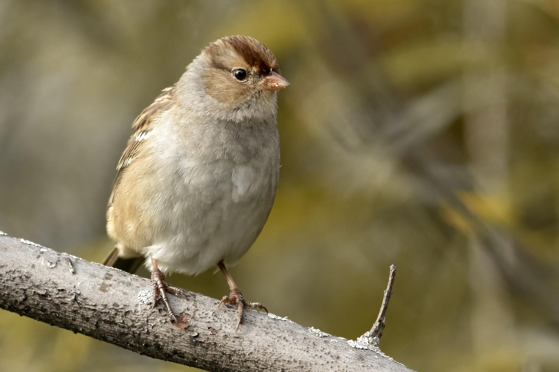bruant-a-couronne-blanche-white-crowned-sparrow