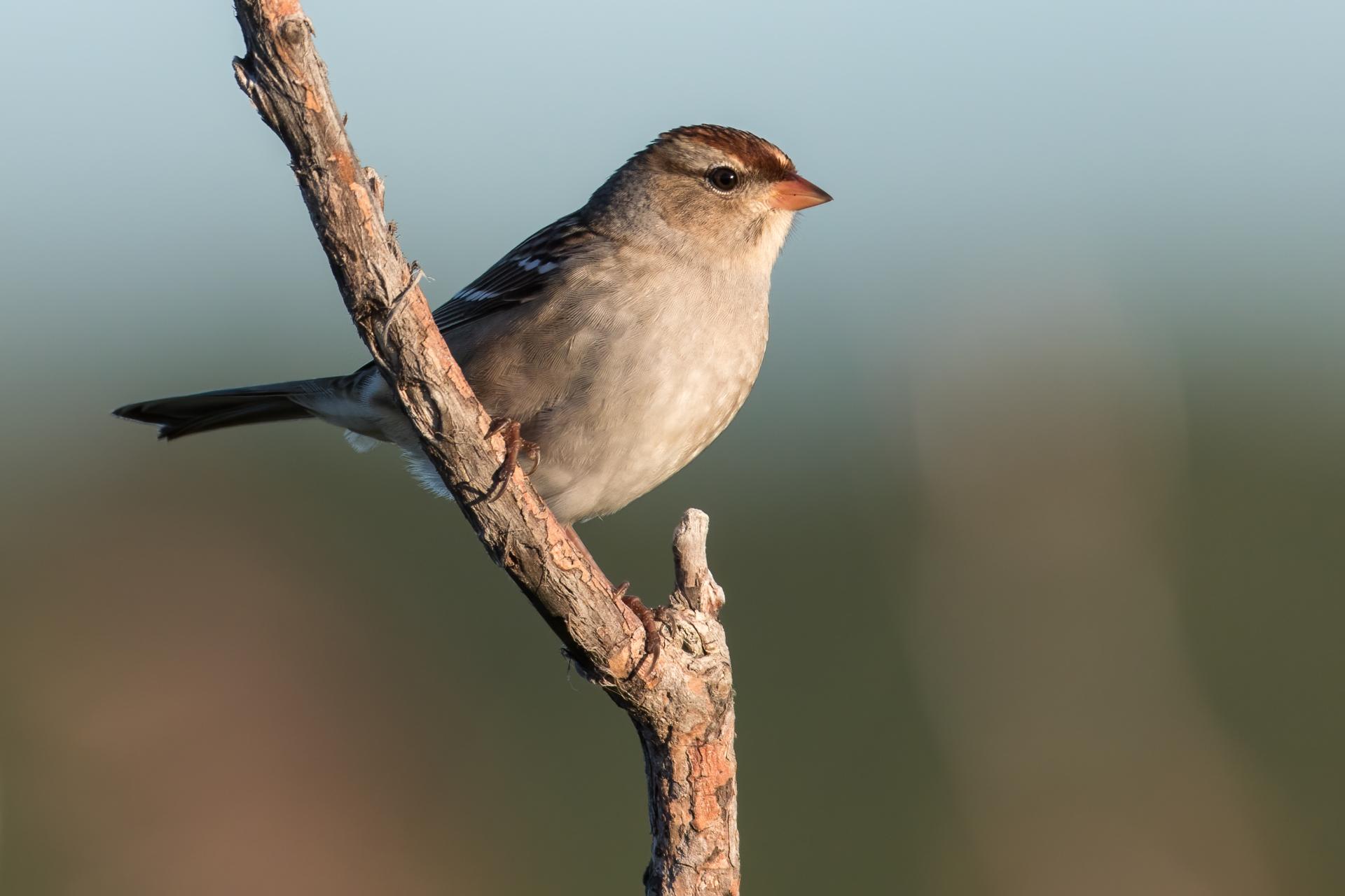 bruant-a-couronne-blanche-white-crowned-sparrow