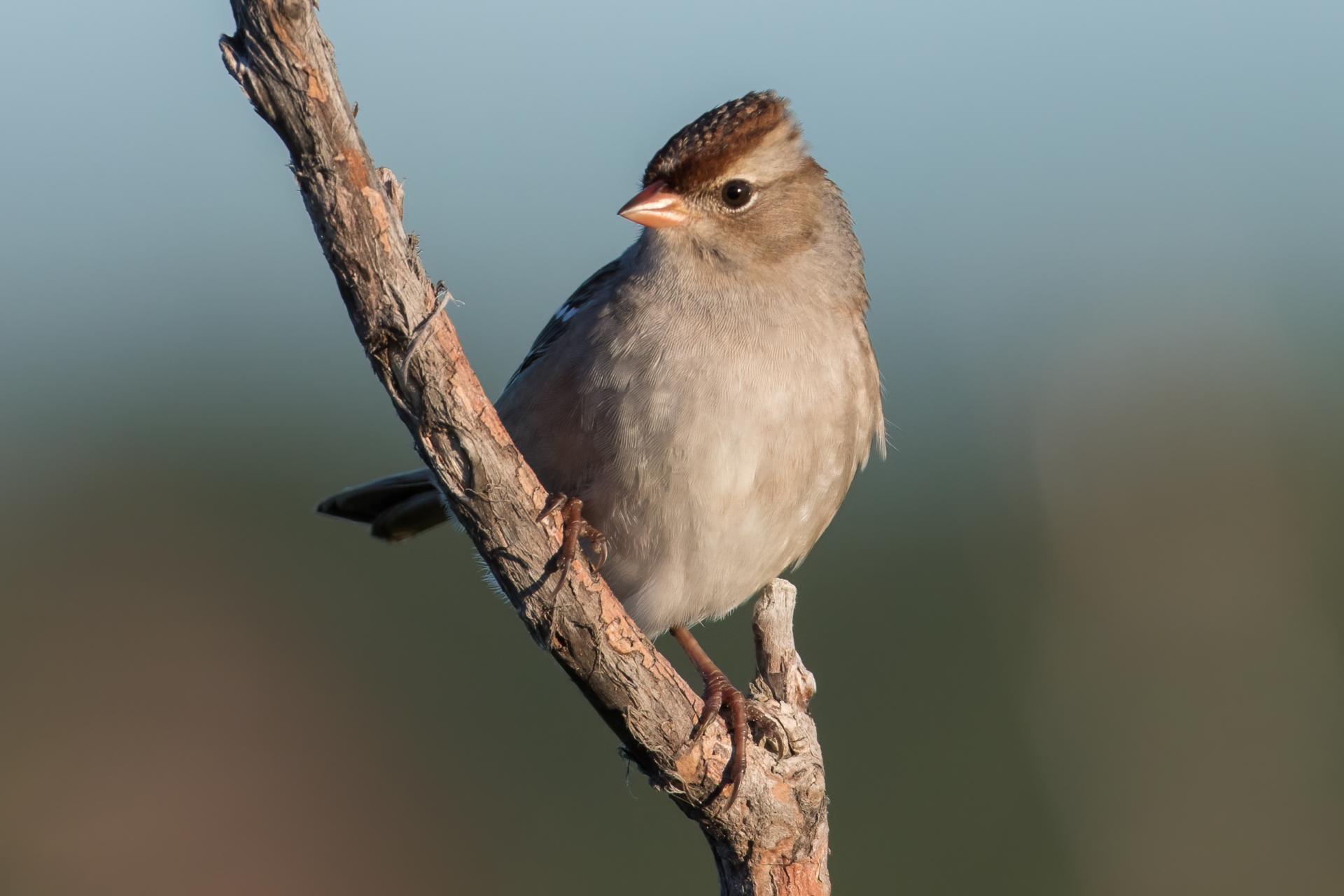 bruant-a-couronne-blanche-white-crowned-sparrow