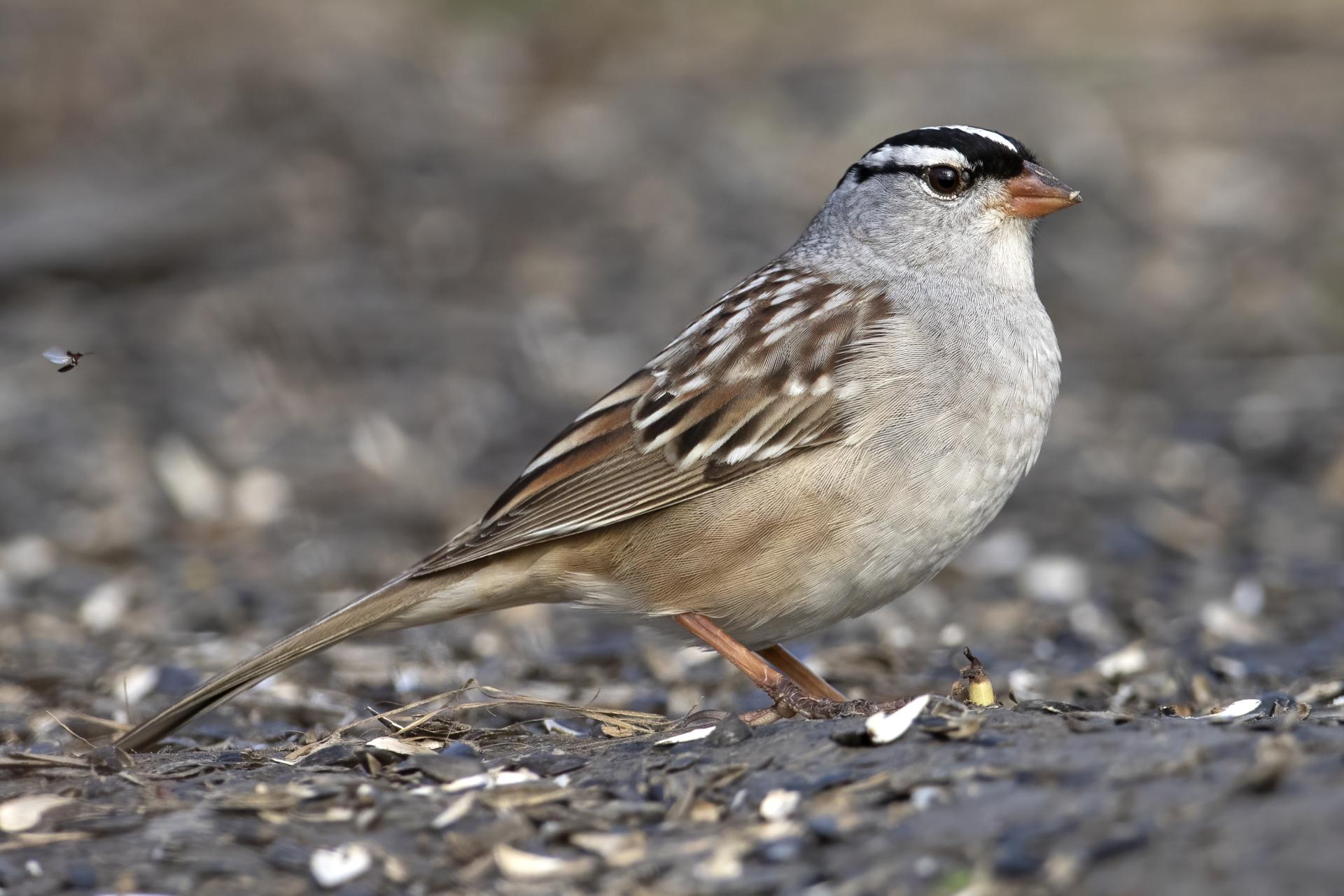 bruant-a-couronne-blanche-white-crowned-sparrow