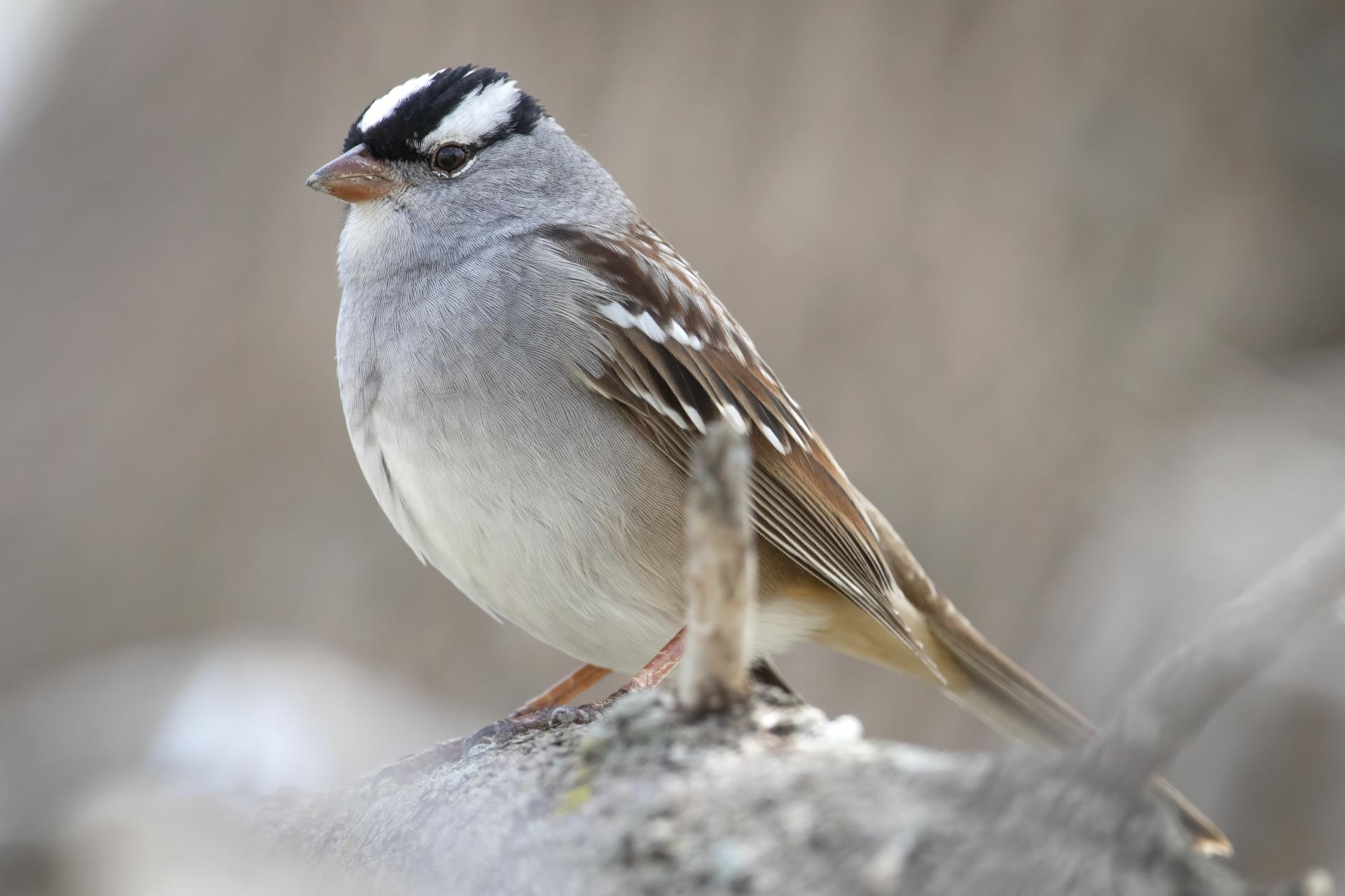 bruant-a-couronne-blanche-white-crowned-sparrow