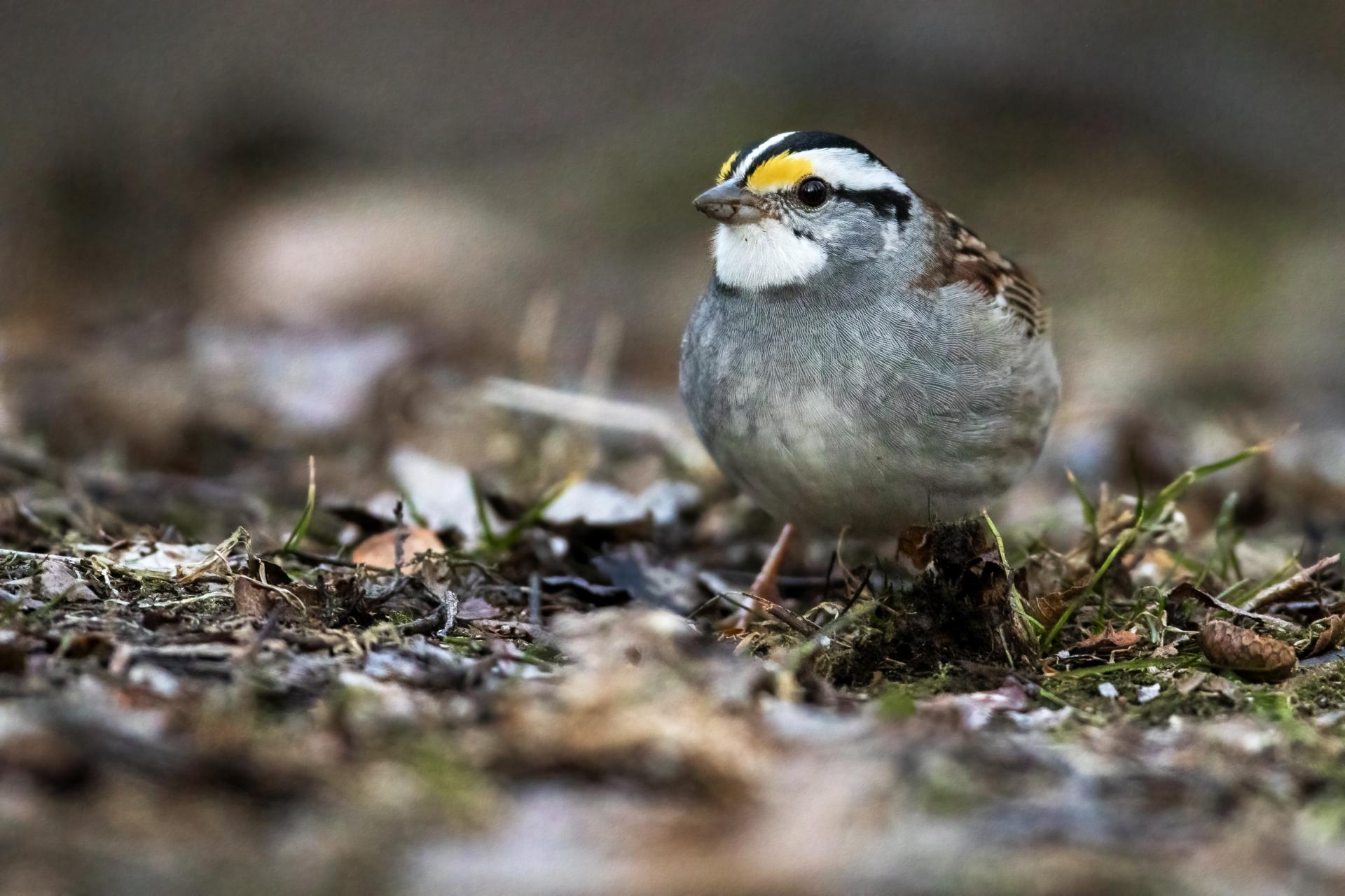 bruant-a-gorge-blanche-song-sparrow