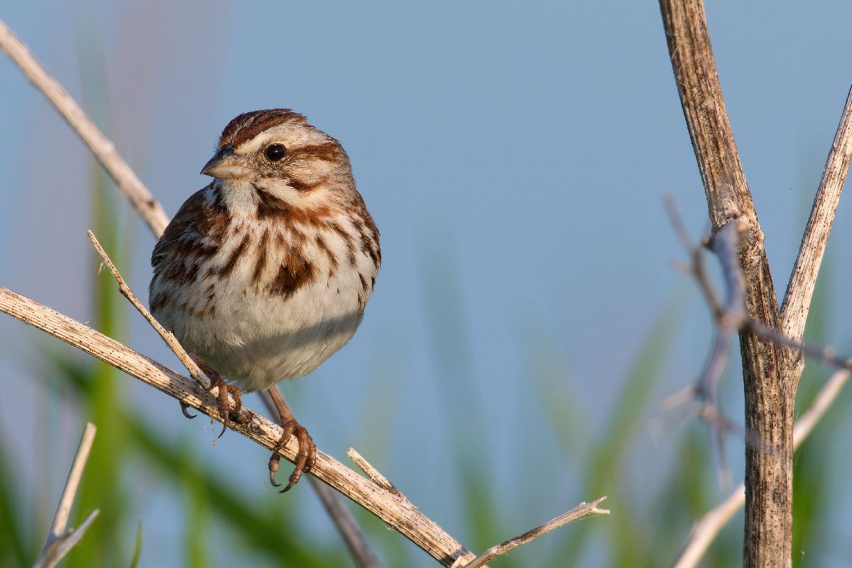 bruant-chanteur-song-sparrow