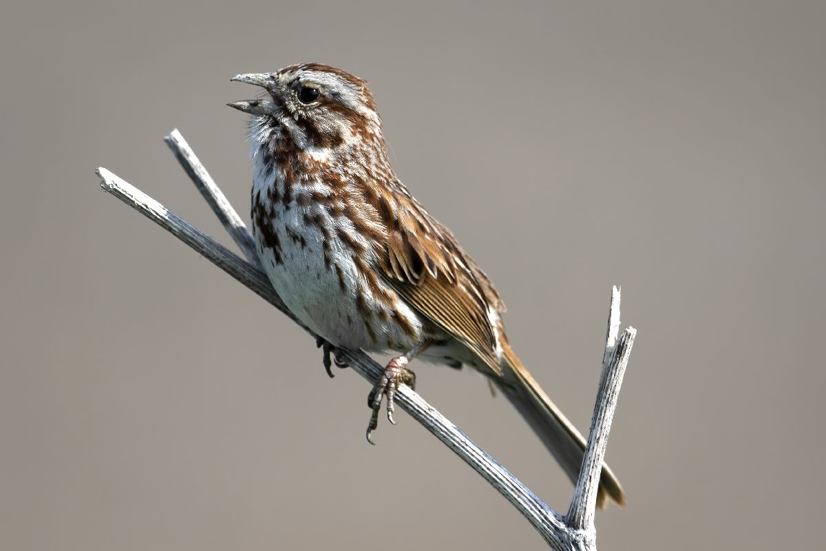 bruant-chanteur-song-sparrow