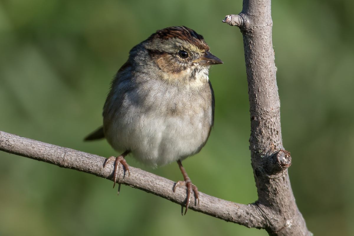 bruant-des-marais-swamp-sparrow