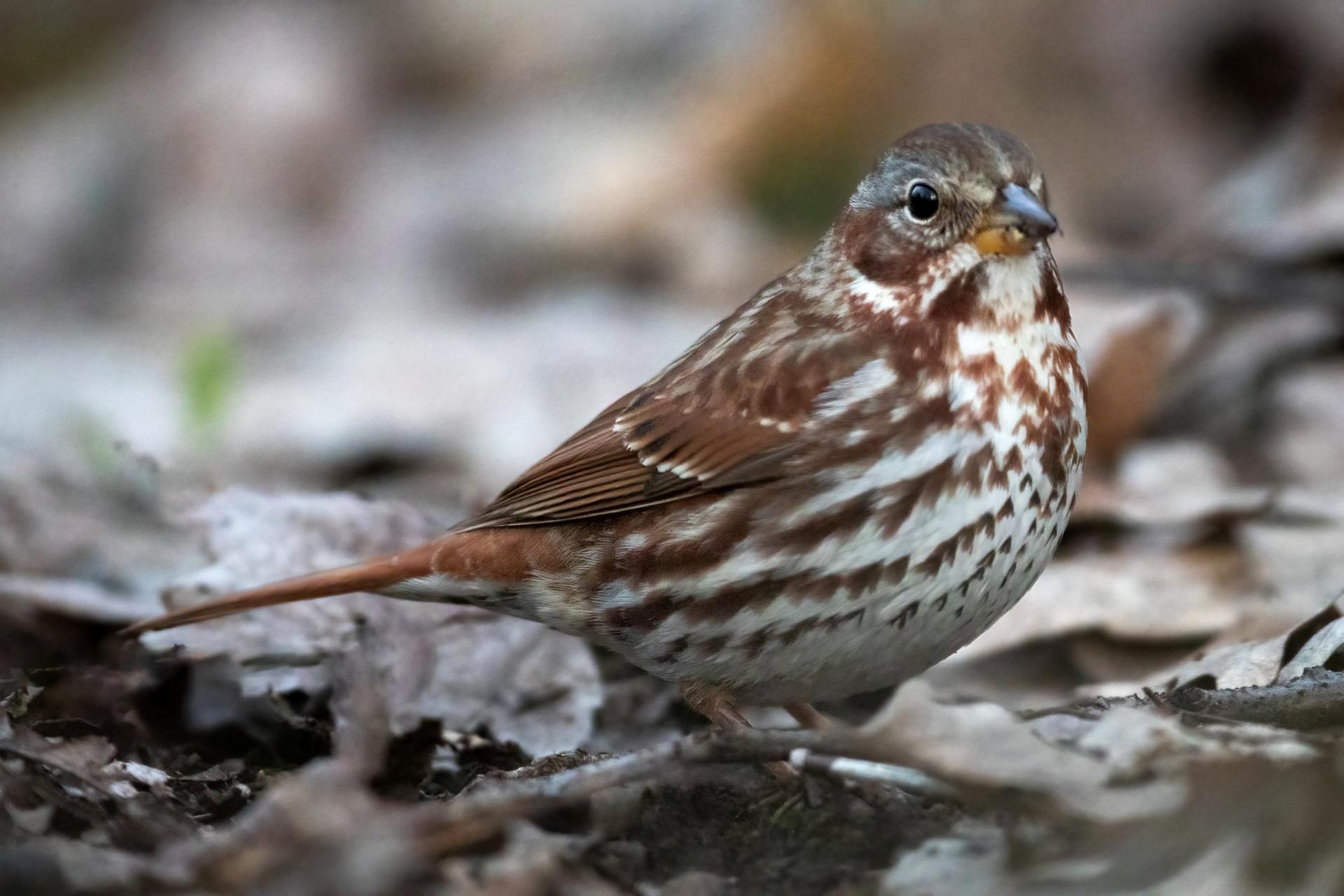 bruant-fauve-fox-sparrow
