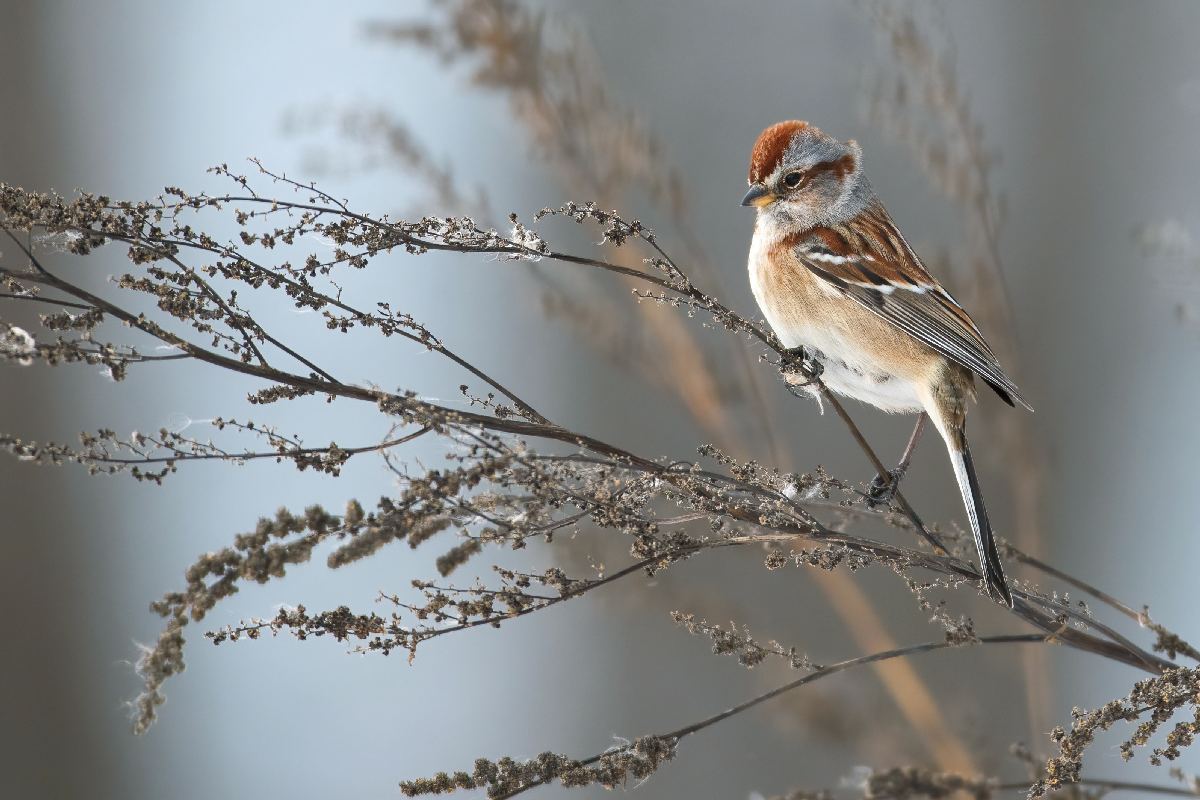 bruant-hudsonien-American-tree-sparrow