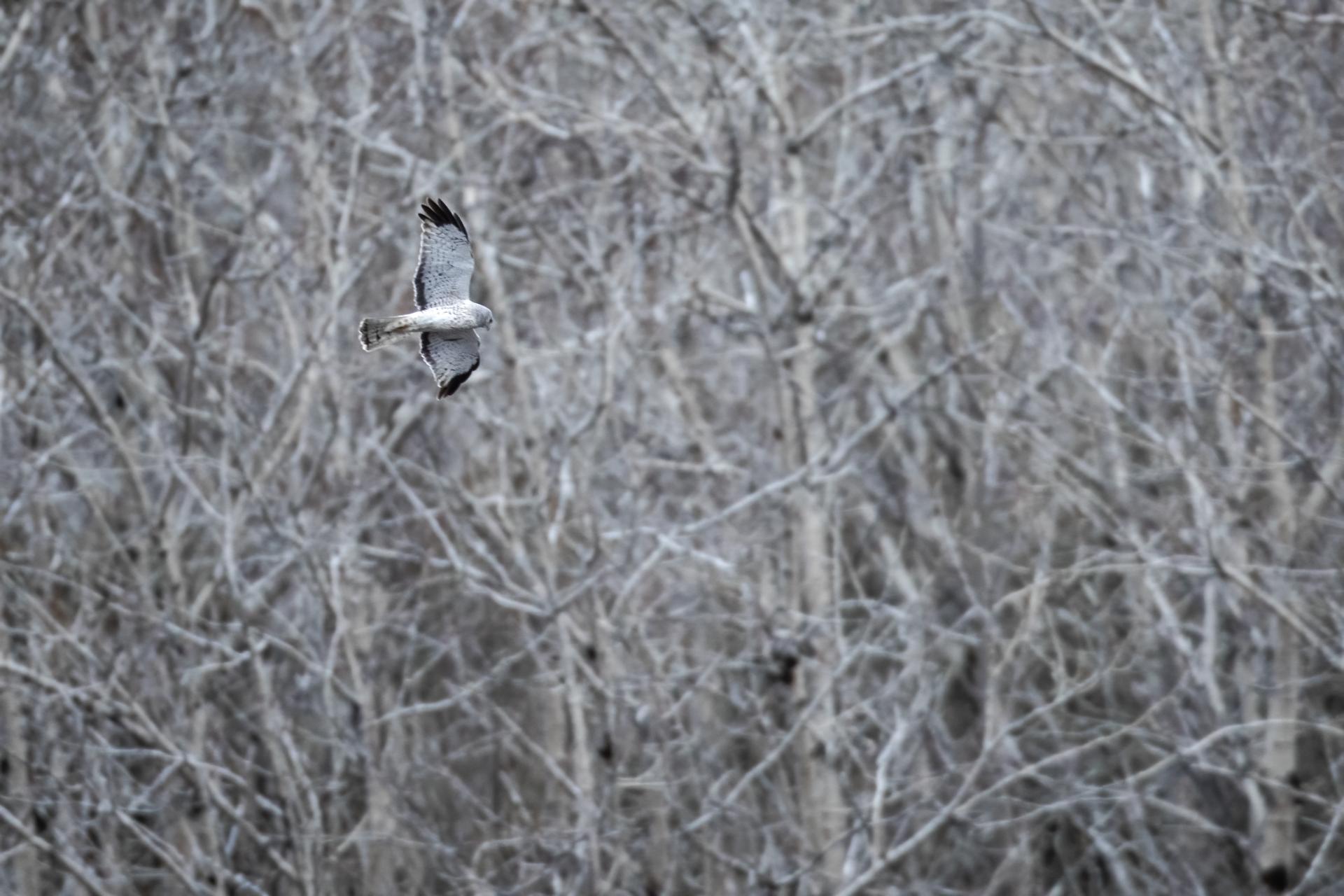 busard-des-marais-Northern-harrier