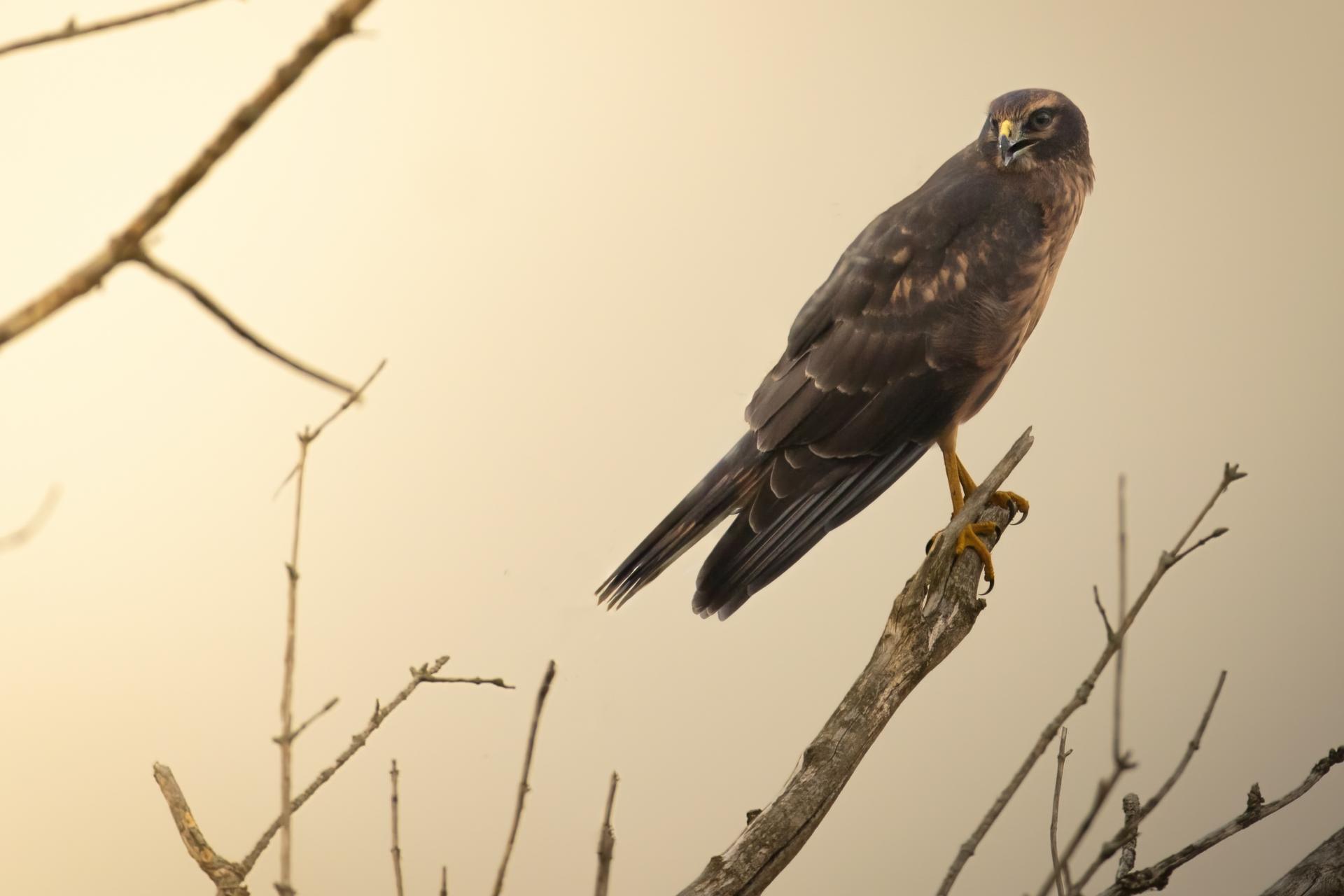 busard-des-marais-Northern-harrier