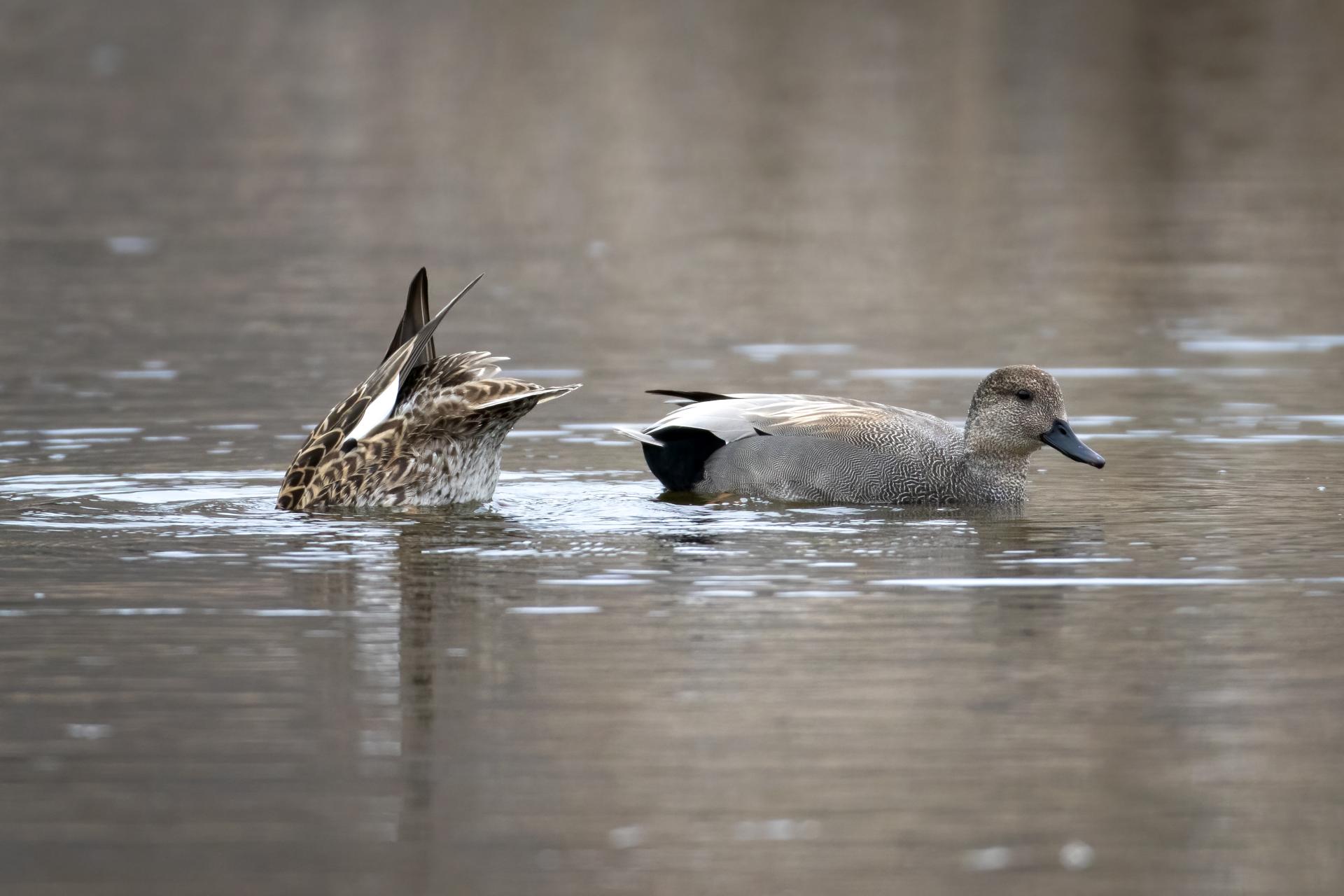 canard-chipeau-gadwall