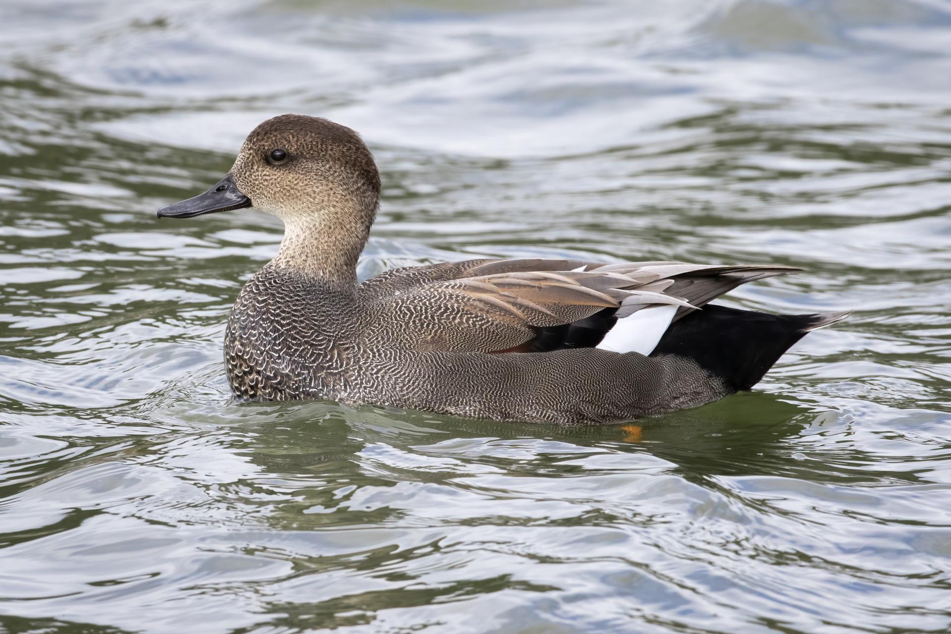canard-chipeau-gadwall