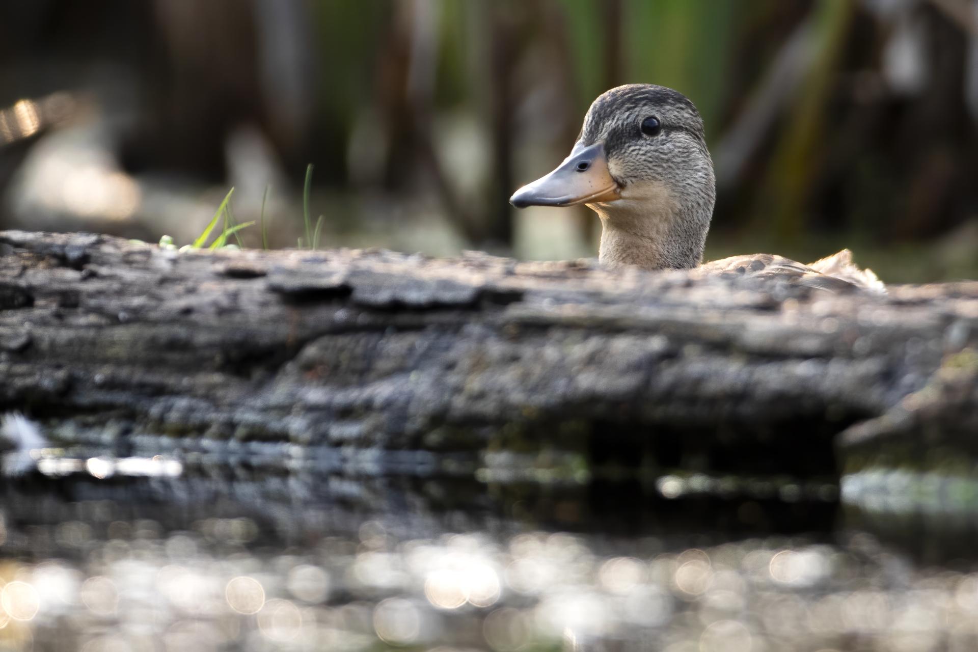 canard-colvert-mallard