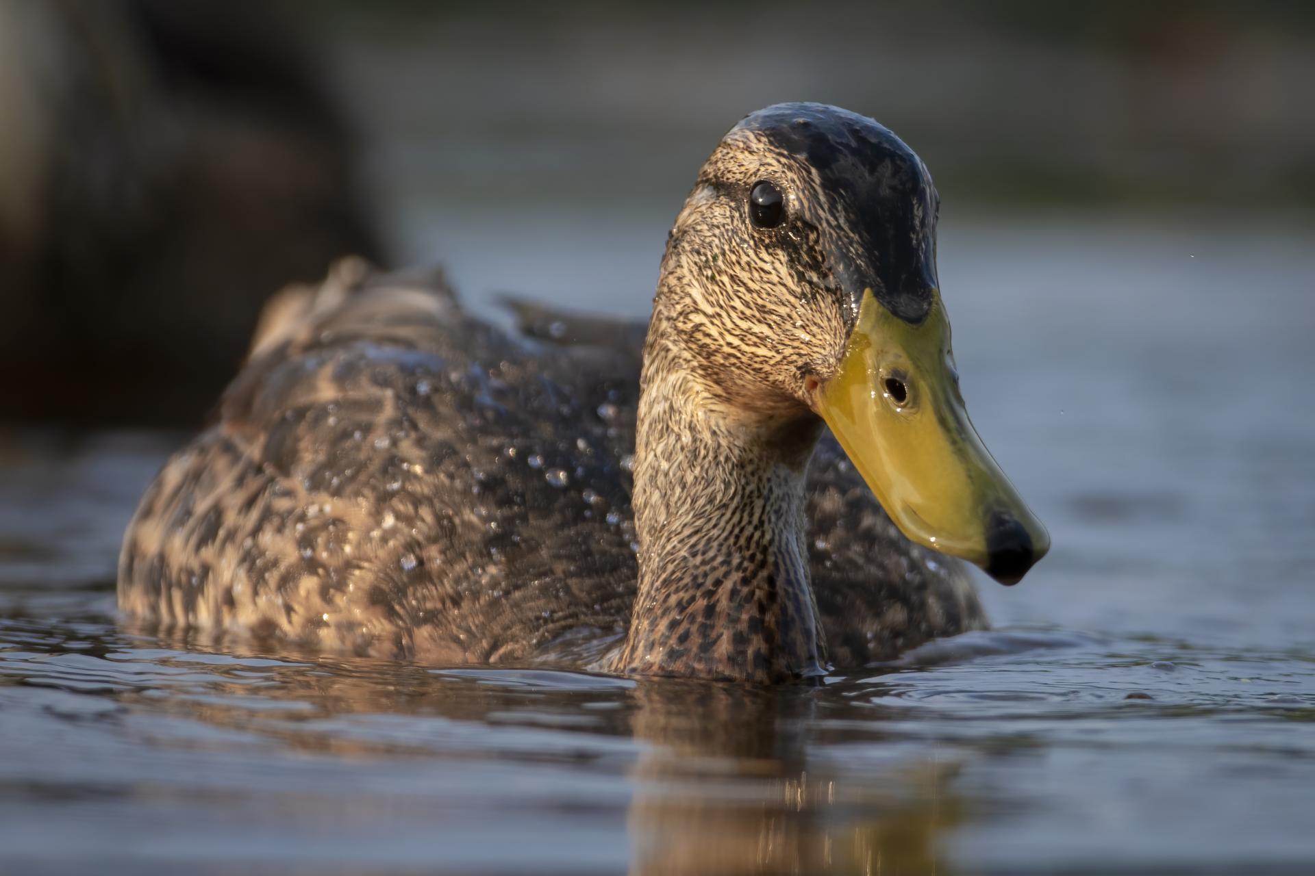 canard-colvert-mallard