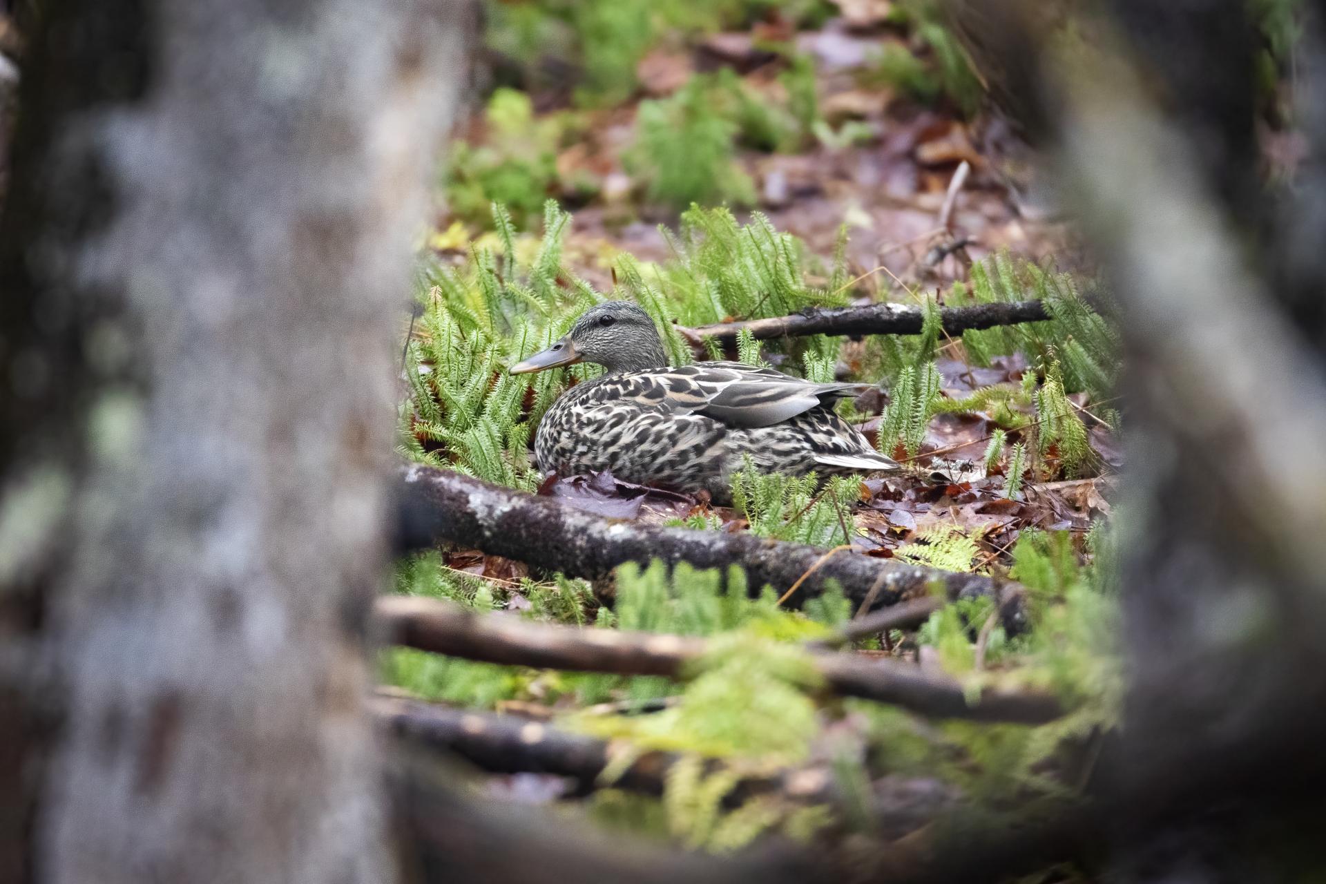 canard-colvert-mallard