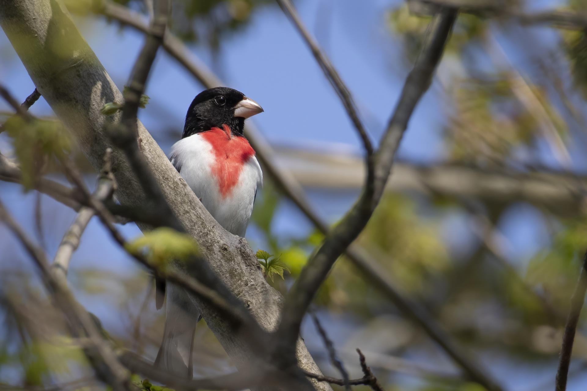 cardinal-a-poitrine-rose-rose-breasted-grosbeak