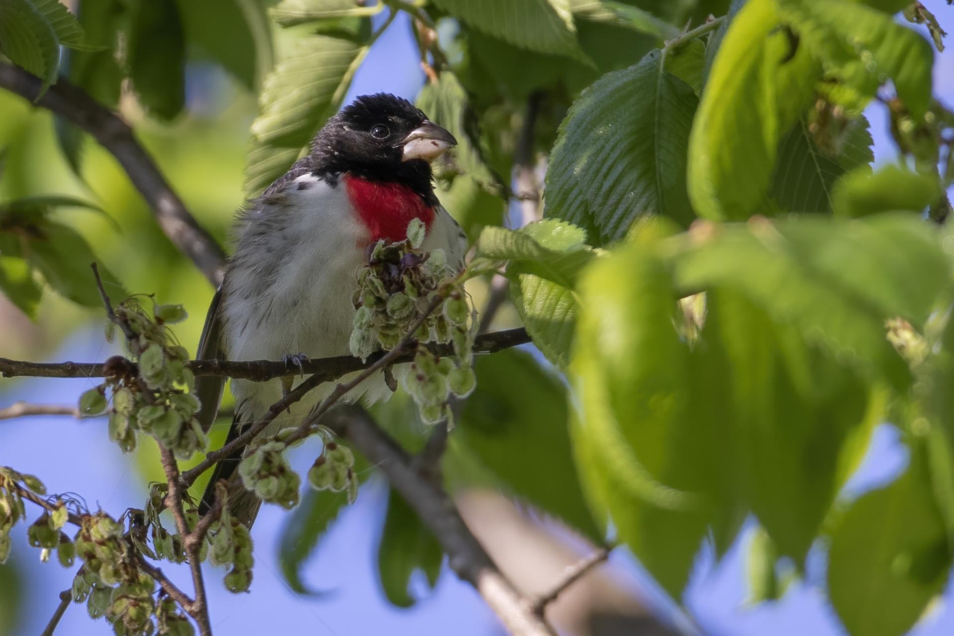 cardinal-a-poitrine-rose-rose-breasted-grosbeak