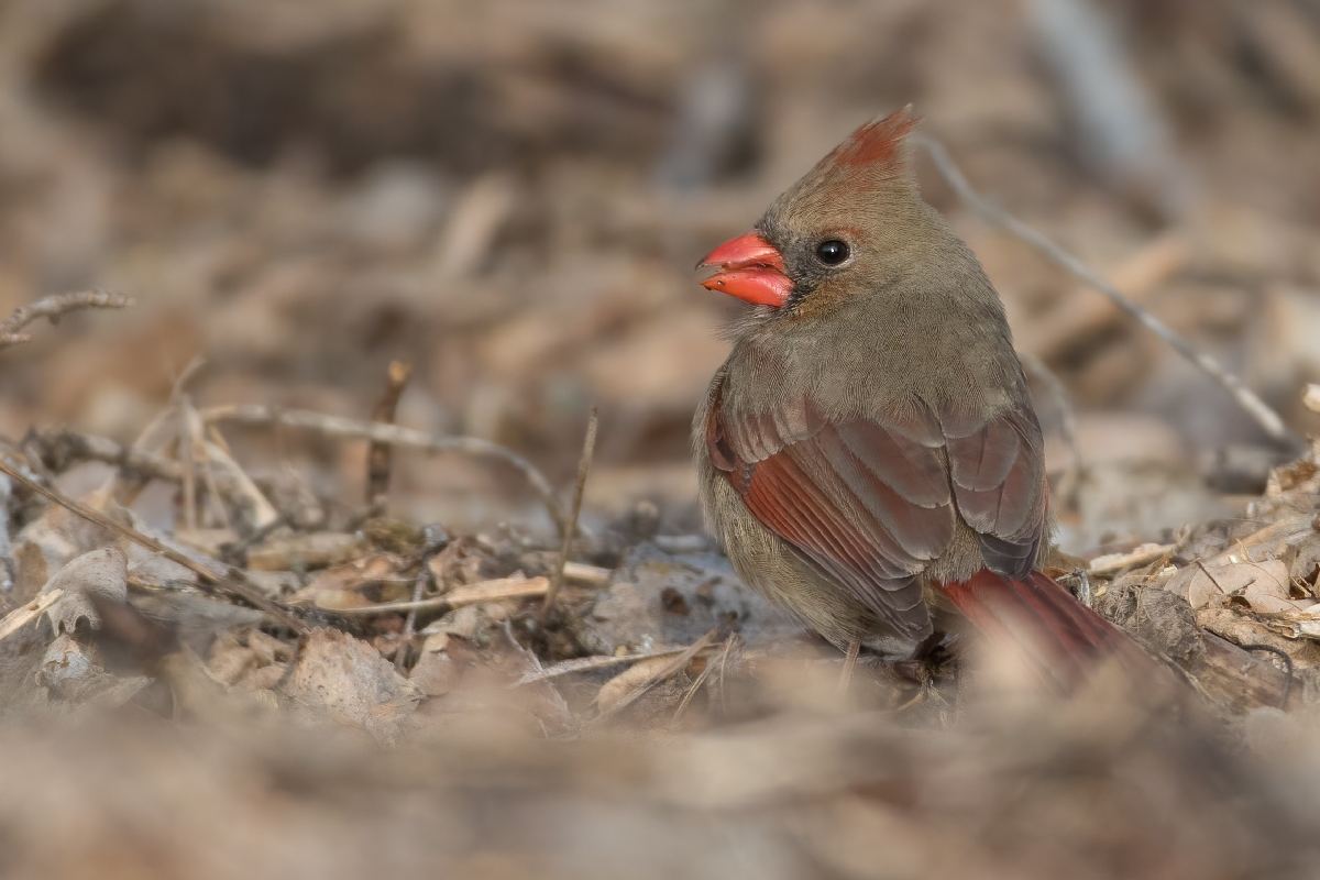 cardinal-rouge-Northern-cardinal