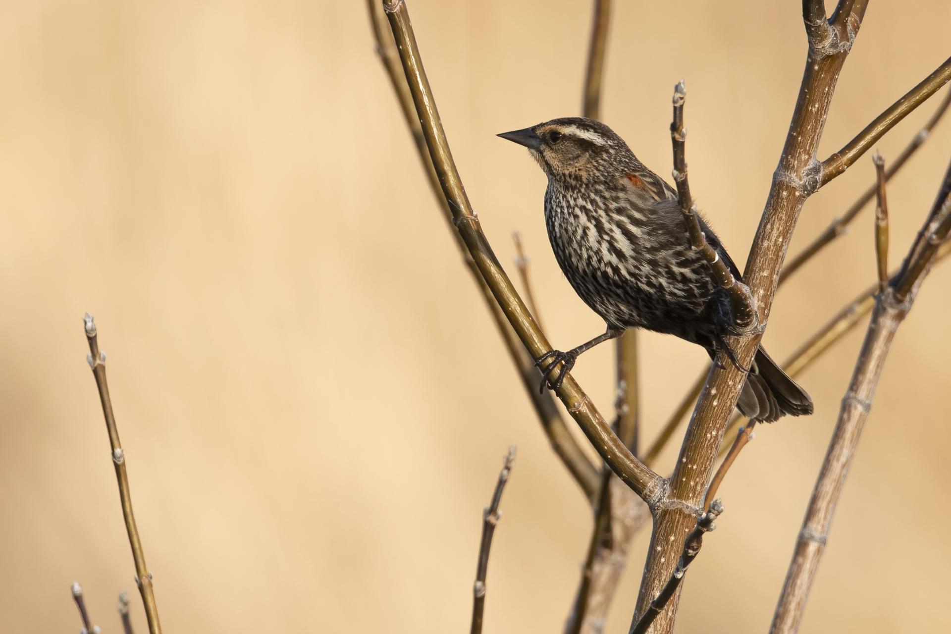 carouge-a-epaulettes-red-winged-blackbird