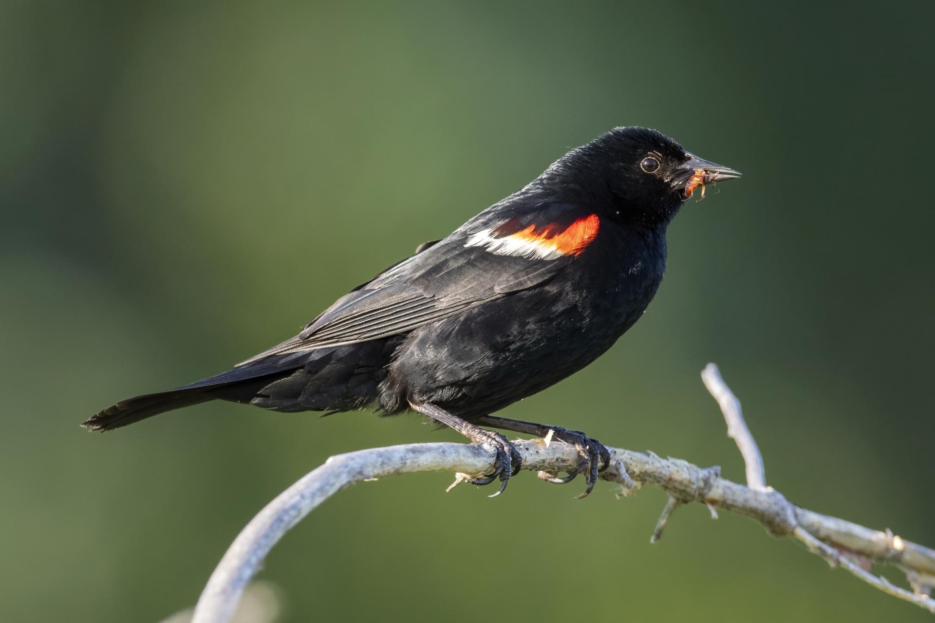 carouge-a-epaulettes-red-winged-blackbird